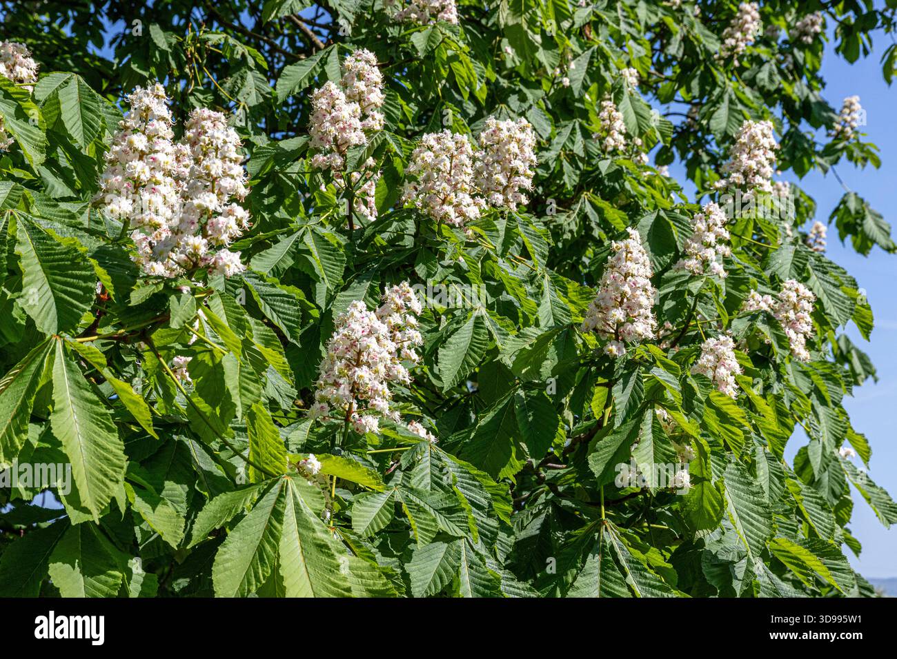 Süße Kastanienblüte im Frühling in Boddington, Gloucestershire, England, Großbritannien Stockfoto