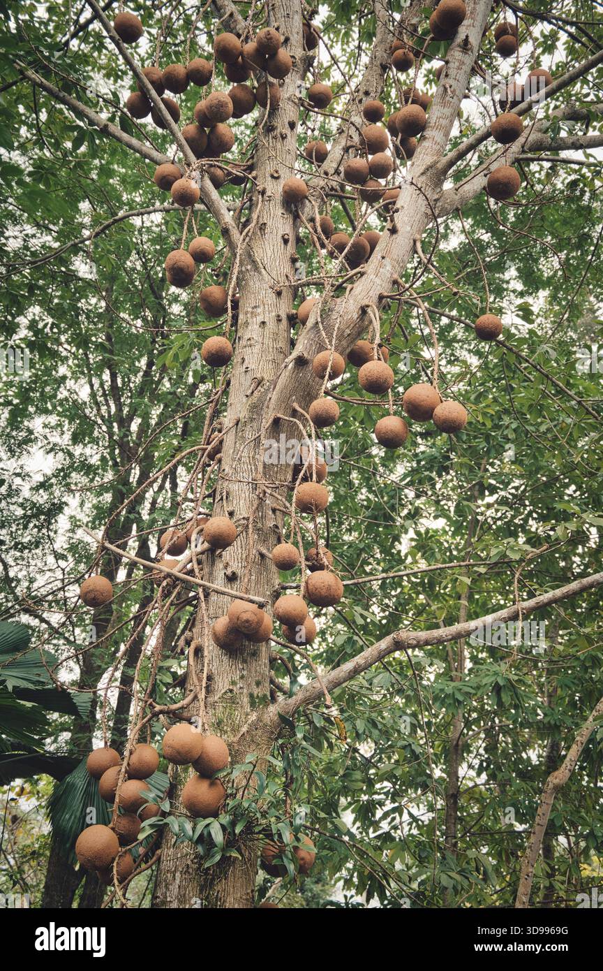 Wo Botanik auf Kunst trifft: Die spektakuläre Blumenausstellung des Cannonball Tree Stockfoto