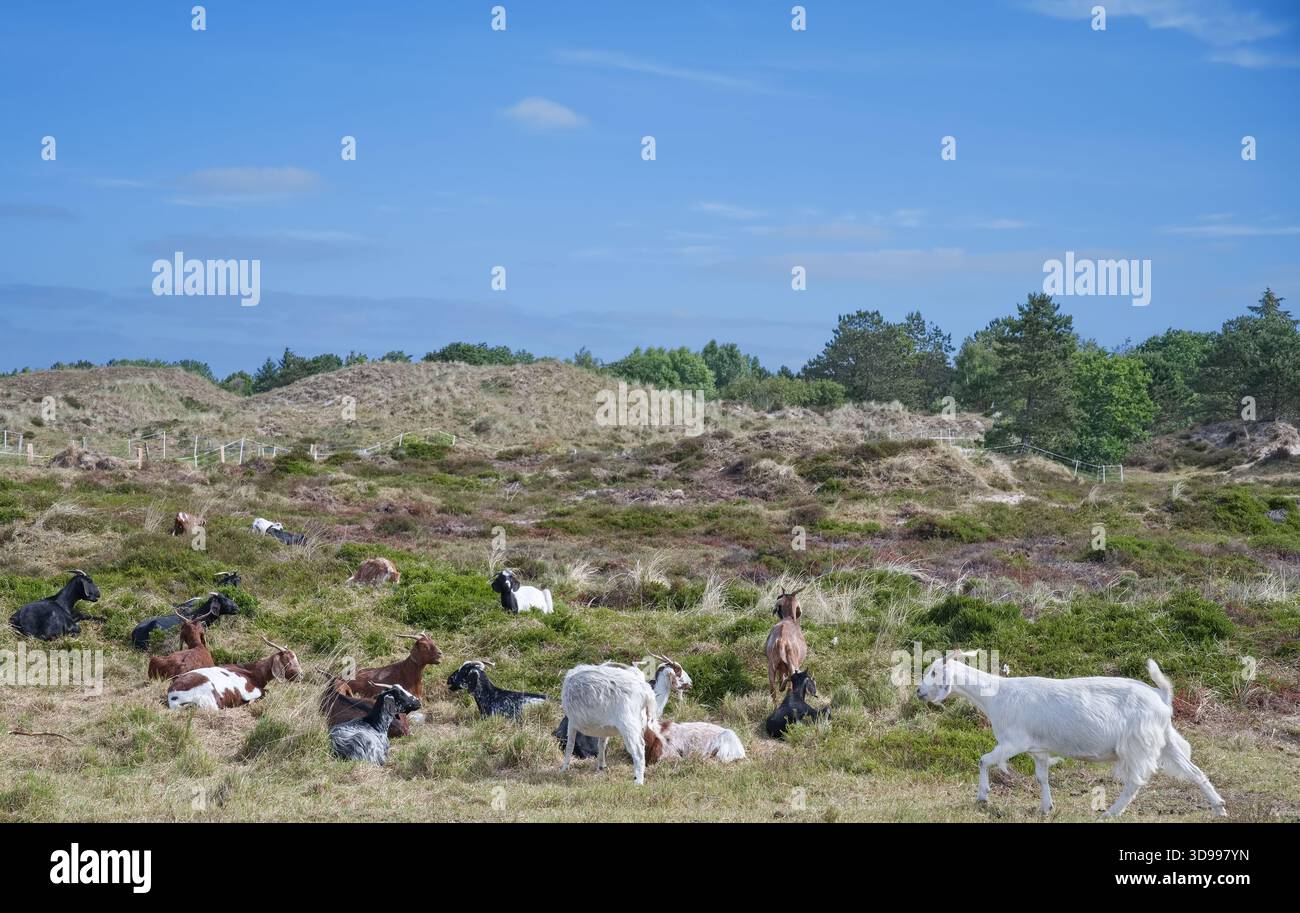 Westafrikanische Zwergziege bzw. Capra aegagrus hircus in Dünen auf der Eiderstedt-Halbinsel, Nordfriesland, Nordsee, Schleswig-Holstein, Deutschland Stockfoto