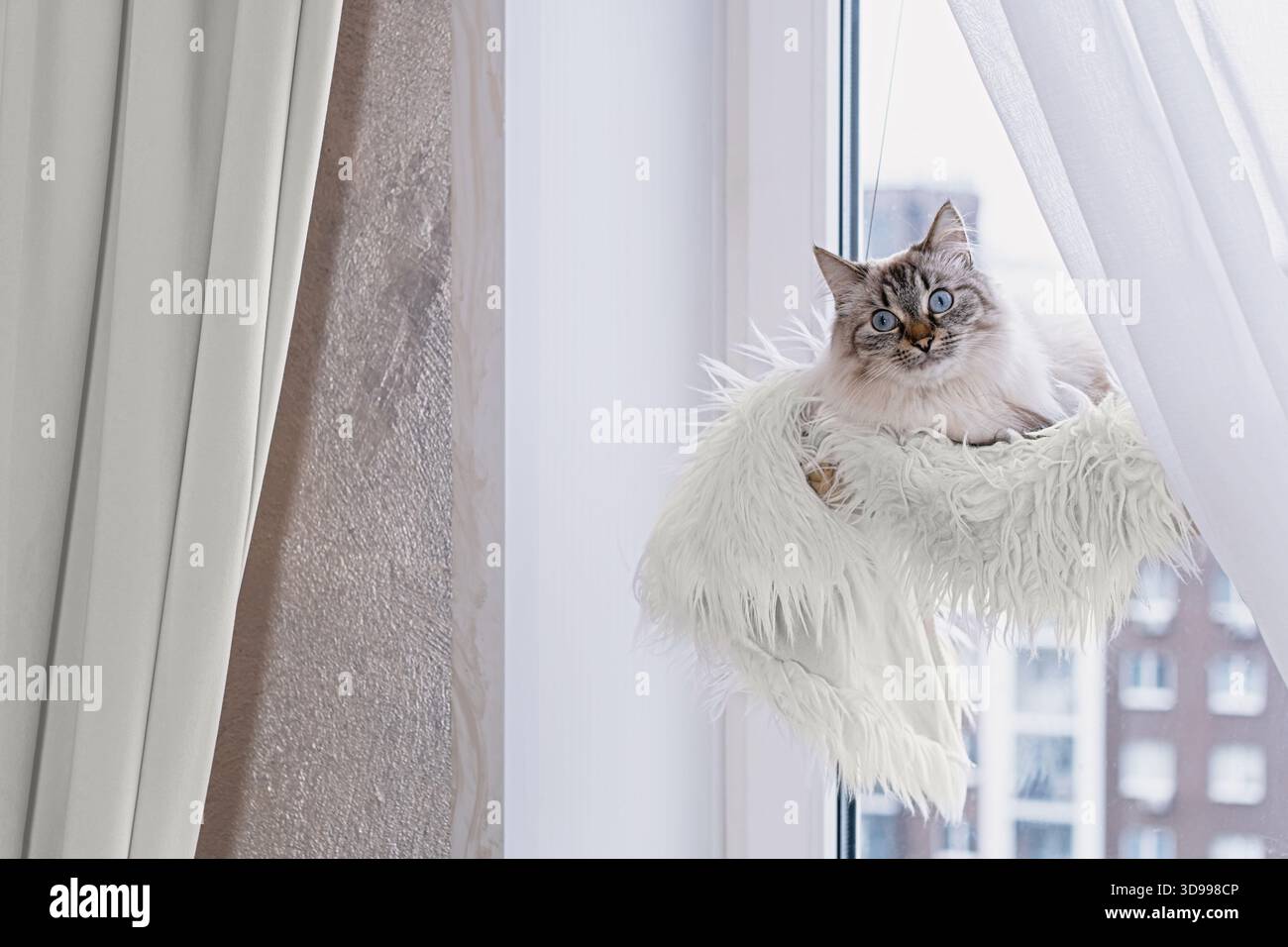 Flauschige Neva Maskerade Katze mit hellblauen Augen, die in einer weichen Hängematte hinter weißem Vorhang liegt, die Straße beobachtet und das warme Tageslicht genießt Stockfoto