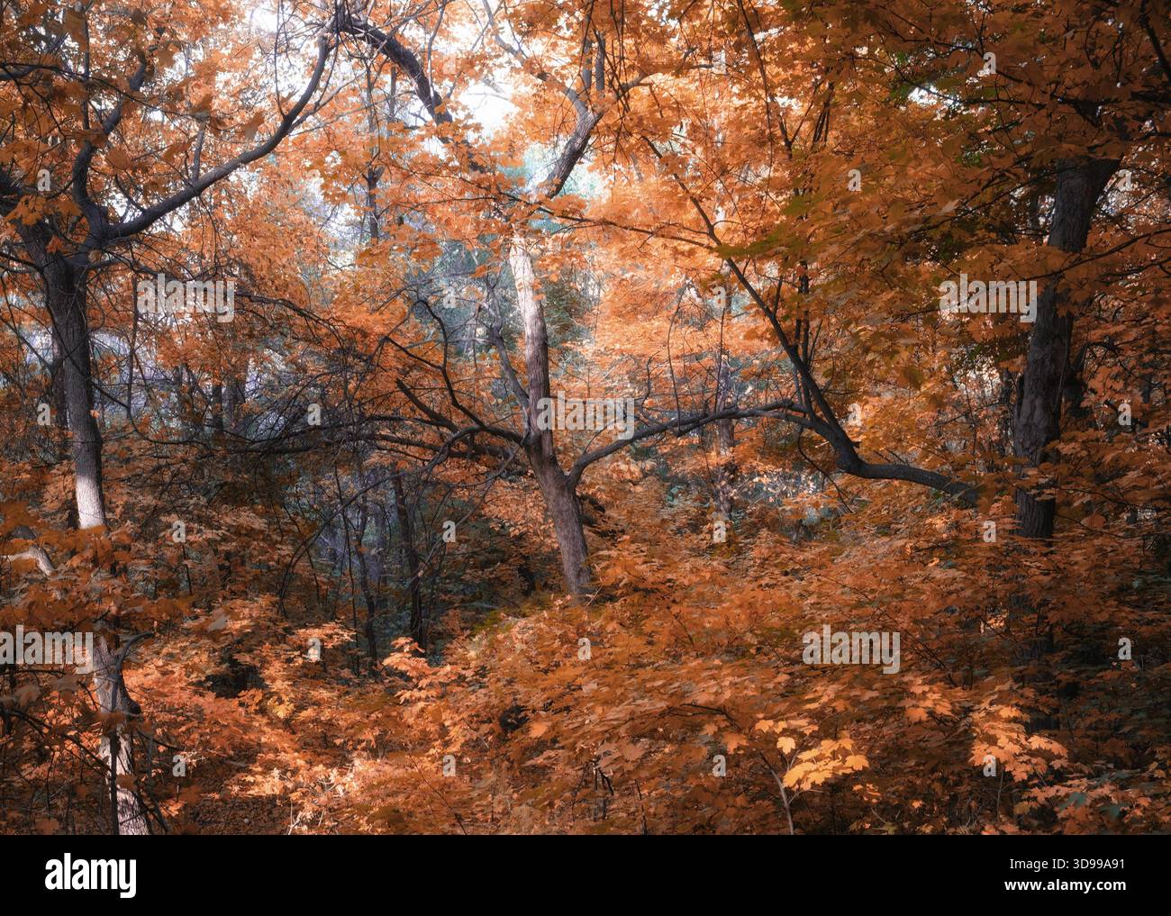Ein herbstlicher Wald, in dem die Bäume mit dichtem Laub von hellen orange und braunen Farben bedeckt sind. Licht durchdringt die Kronen und erzeugt ein Bild Stockfoto