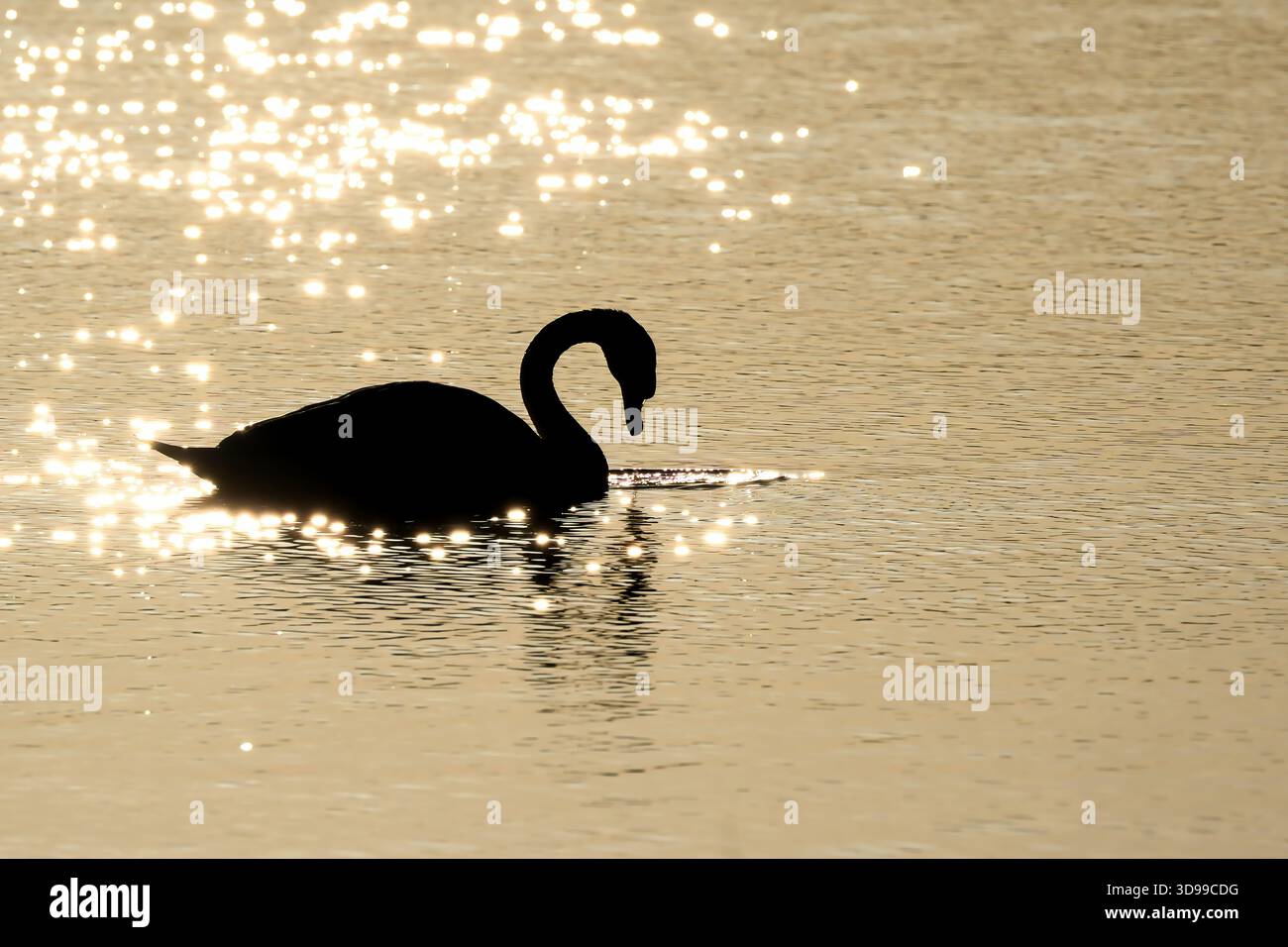 Höckerschwäne auf dem Wasser Stockfoto