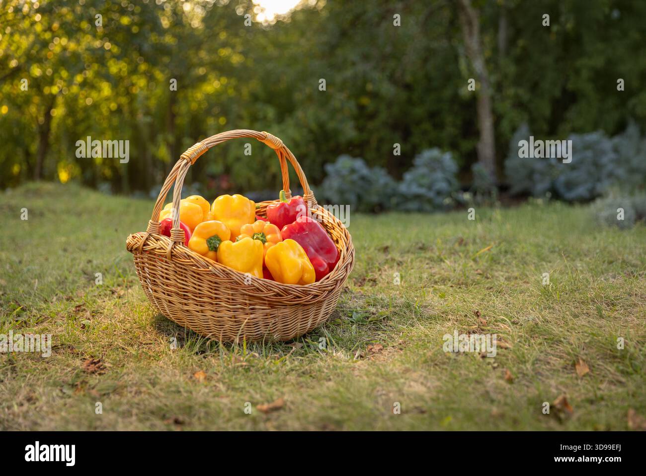 Korb aus Korb gefüllt mit gelben und roten Bio-Paprika Stockfoto