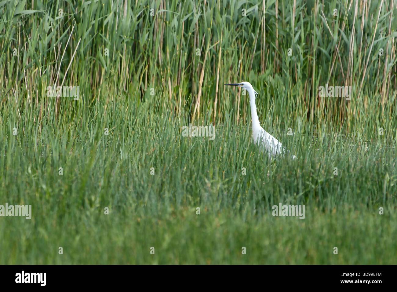 Kleiner Reiher in Feuchtgebieten Stockfoto