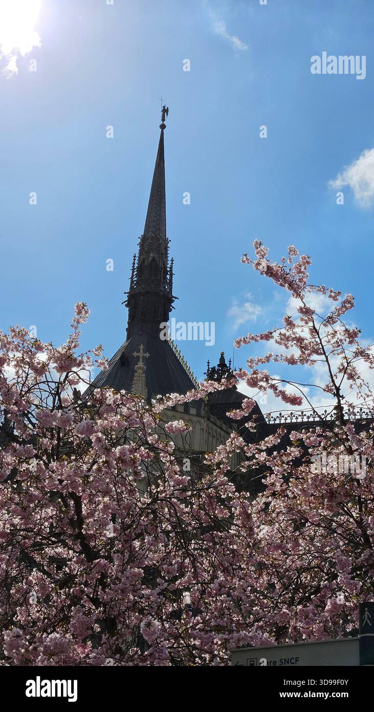 Gotische Straßburger Kathedrale in Frankreich mit verziertem Turm und Kirschblüten unter klarem blauem Himmel. - Smartphone-aufgenommenes Stockfoto