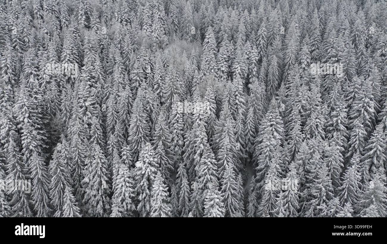 Blick aus der Vogelperspektive auf den schneebedeckten Nadelwald im Winter, der eine ruhige natürliche Schönheit und saisonale Veränderungen bietet. Stockfoto