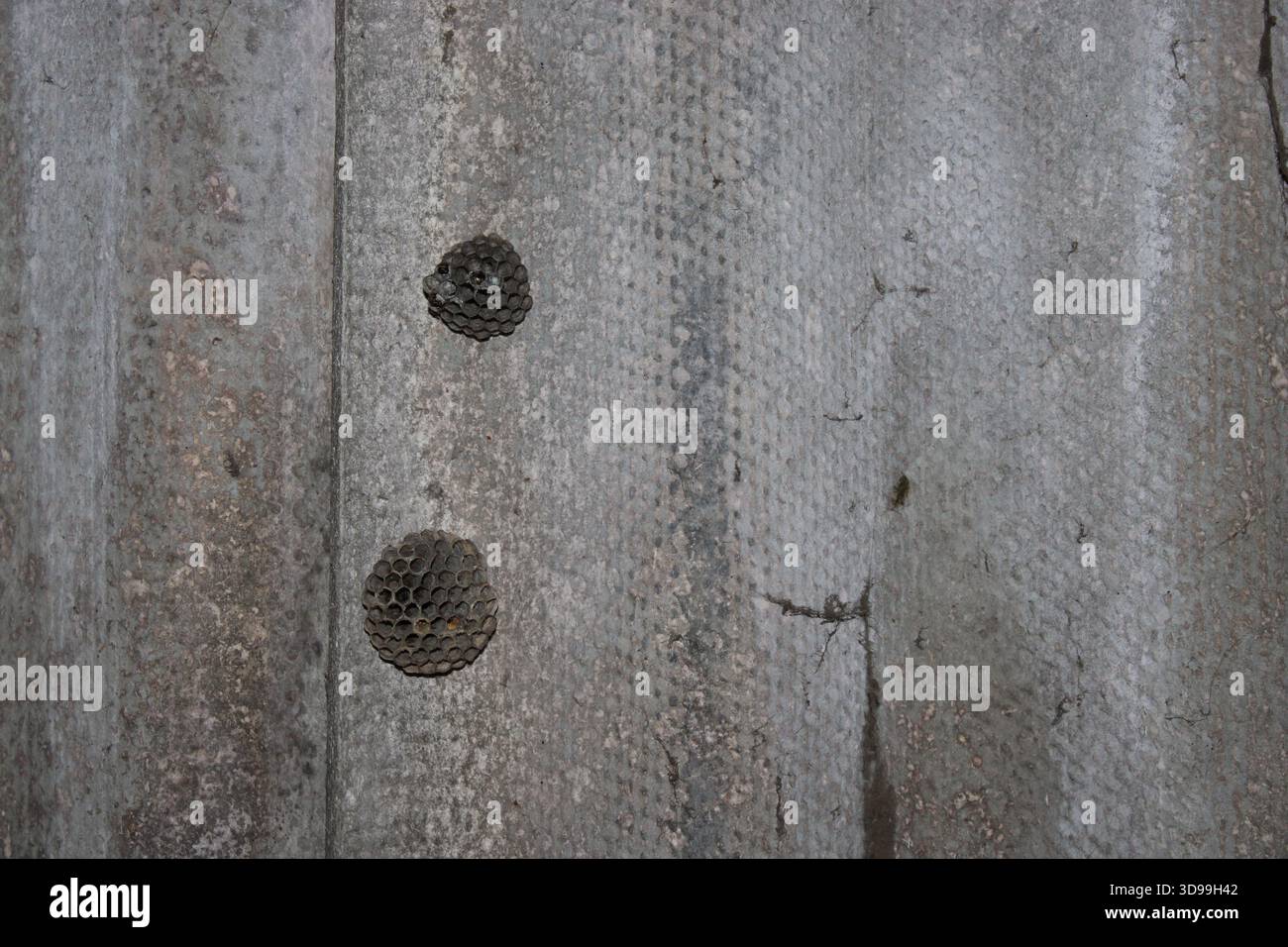Zwei kleine Insektennester sind auf einer rauen, grauen Oberfläche zu sehen. Der Hintergrund zeigt etwas Verschleiß und eine natürliche Textur. Die Szene deutet auf eine Outdoor-Umgebung hin Stockfoto