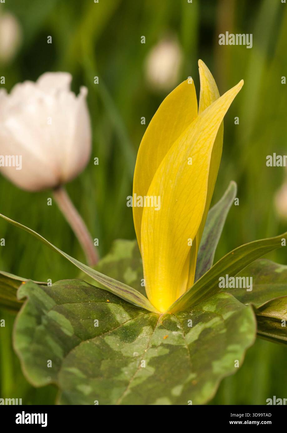 Gelbes Trillium (Trillium luteum) blüht im Frühjahr in einem Garten des Mittleren Westens. Stockfoto