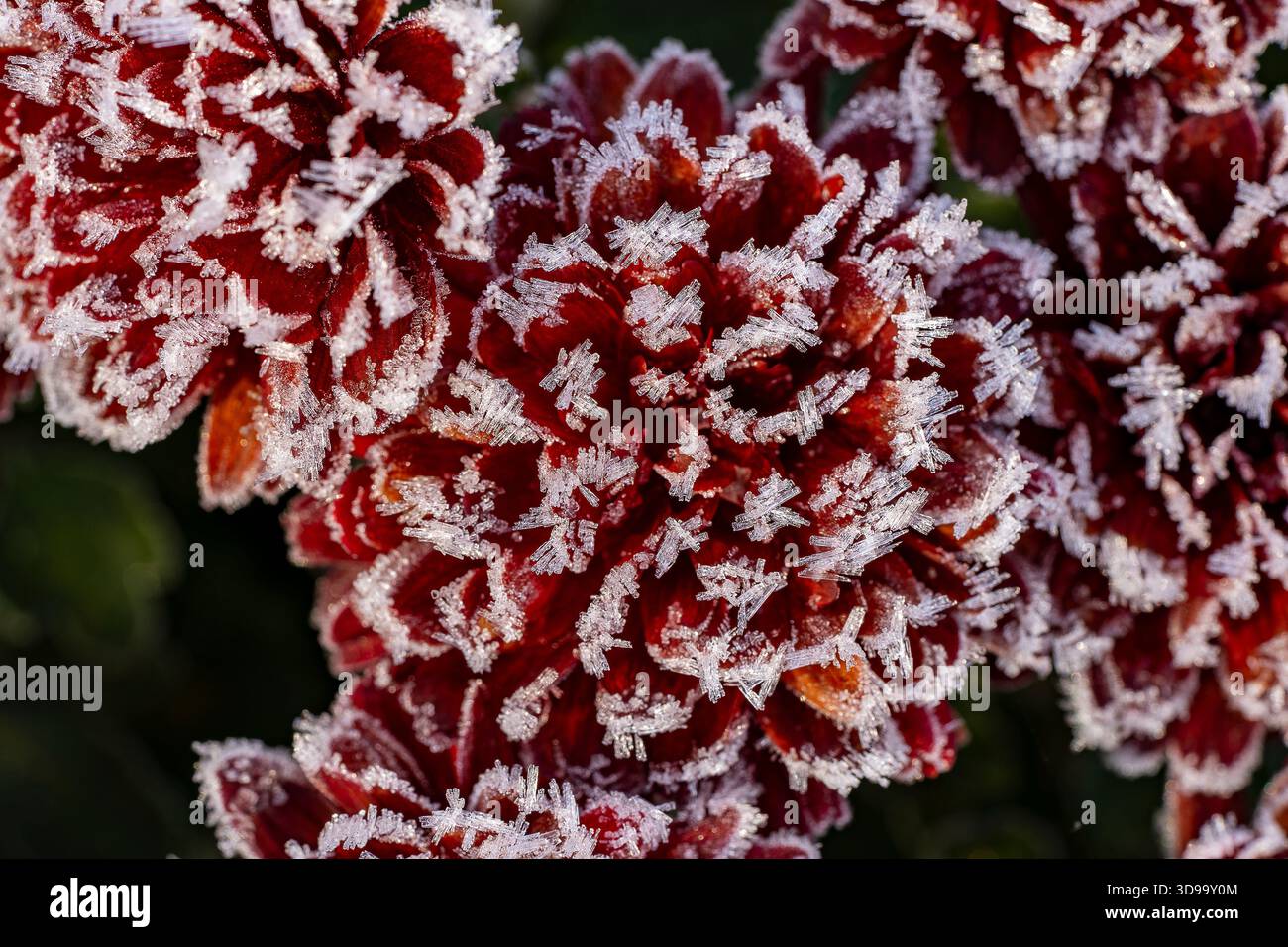 Nahaufnahme einer frostbedeckten roten Chrysantheme. Die zarten Blütenblätter sind mit funkelnden Kristallen verziert und schaffen ein atemberaubendes und ätherisches Bild Stockfoto