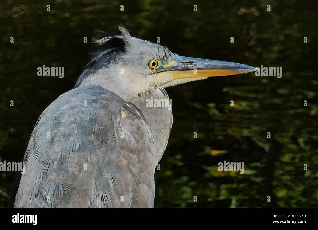 Graues Reiher-Porträt In Natürlichem Licht Mit Langem Gelbem Schnabel Und Scharfem Auge Stockfoto