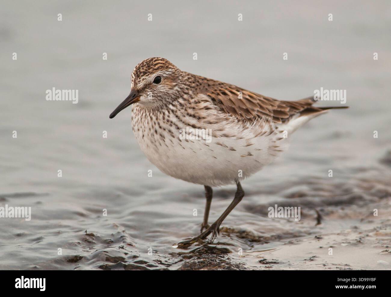 Ein Sandpiper mit weißem Rumpel wird fotografiert, als er in den flachen Gewässern eines Strandes am Lake Michigan in Wisconsin auf der Suche ist. Stockfoto