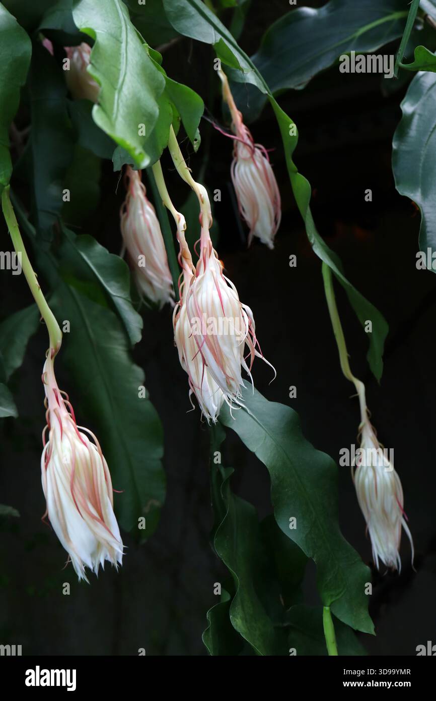 monstera dubia gro Monstera dubia  Carnivero