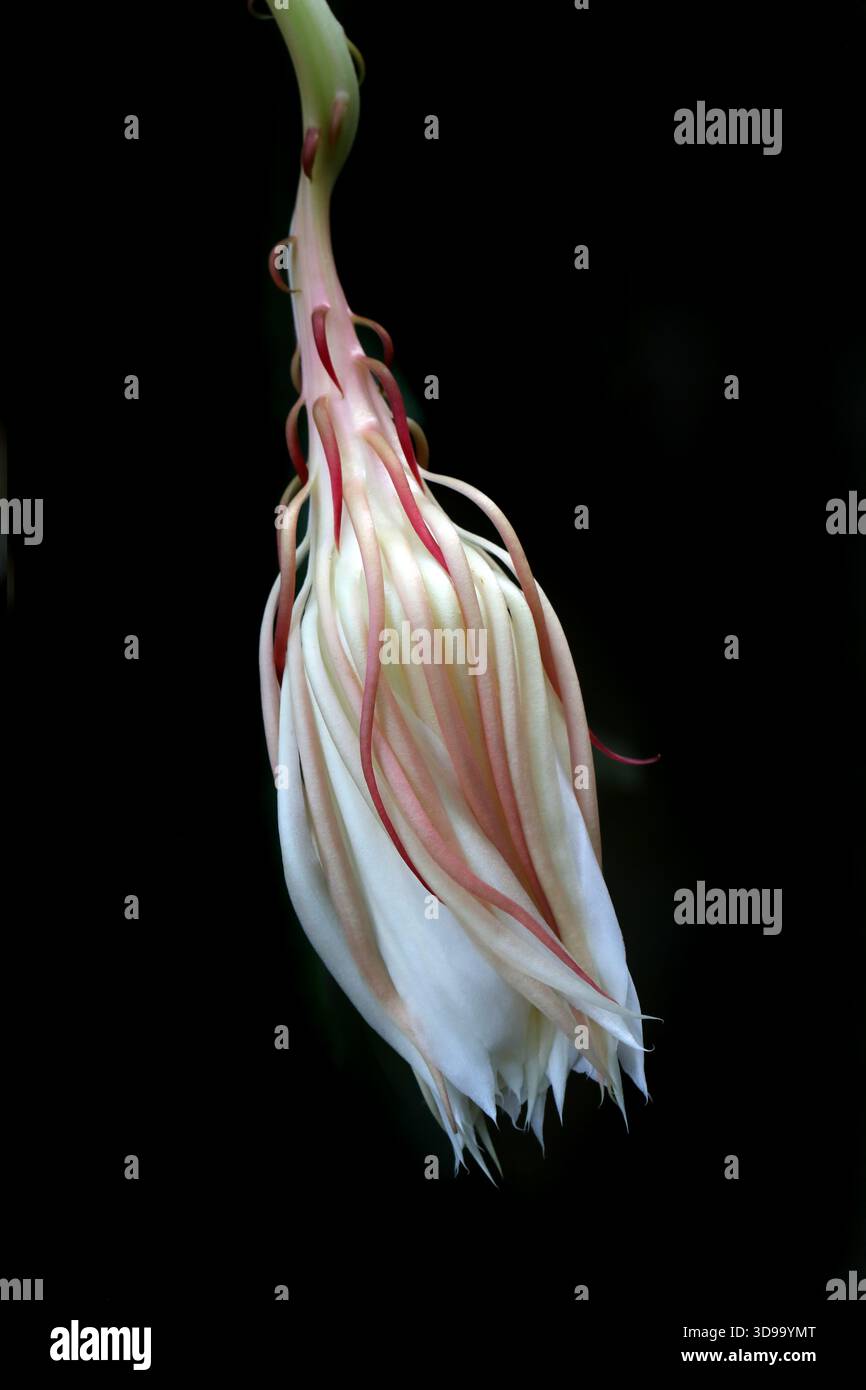 Königin der Nacht Kaktus, Holländer Pfeifenkaktus oder Prinzessin der Nacht, Epiphyllum oxypetalum, Kaktusgewächse. Mexiko nach Nicaragua. Stockfoto