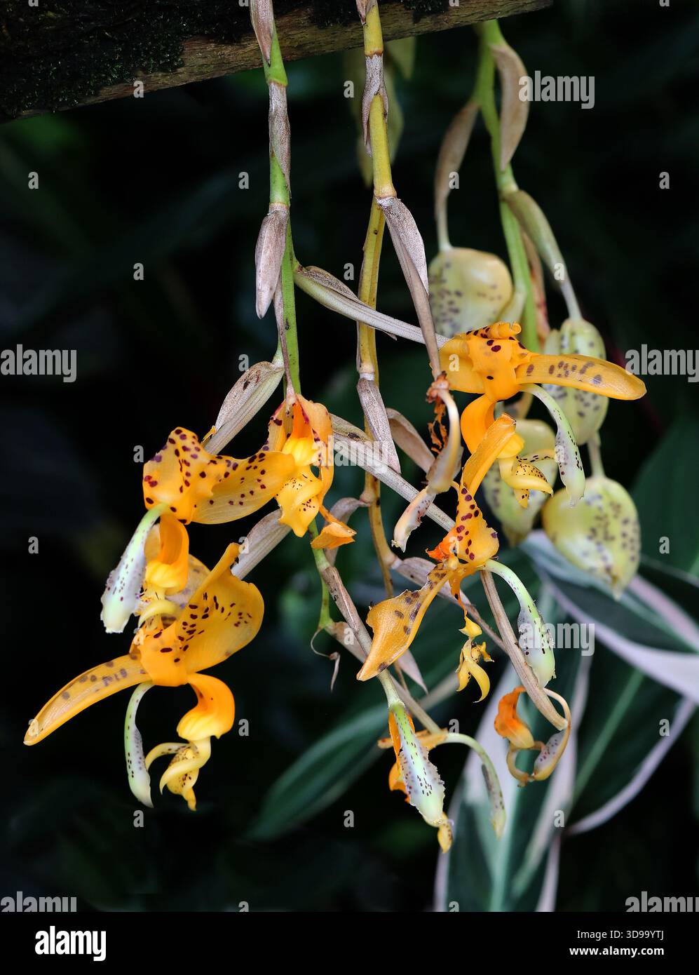 Jenasches Stanhopea, Stanhopea jenischiana, Orchidaceae. Kolumbien, Venezuela und Ecuador, Südamerika. Das heimische Verbreitungsgebiet dieser Art ist Kolumbien Stockfoto