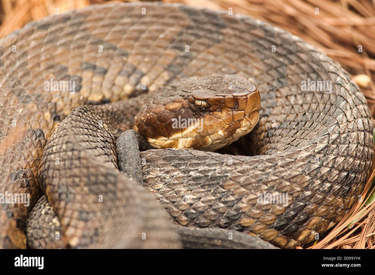 Nahaufnahme eines Baumwollmaulmuschels (Agkistrodon piscivorus) in seinem natürlichen Feuchtgebiet im Shawnee National Forest im Süden von Illinois. Stockfoto