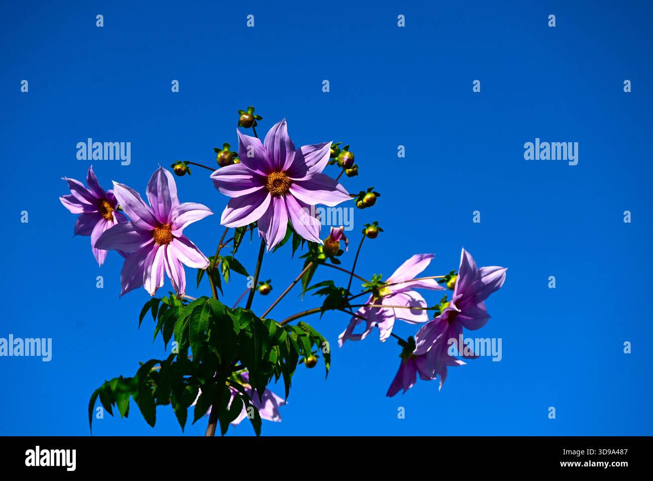 Dahlia imperialis (Baum Dahlia) Blüten. Asteraceae mehrjährige Knollenpflanzen aus Mexiko und Mittelamerika. Blüht von November bis Dezember. Stockfoto