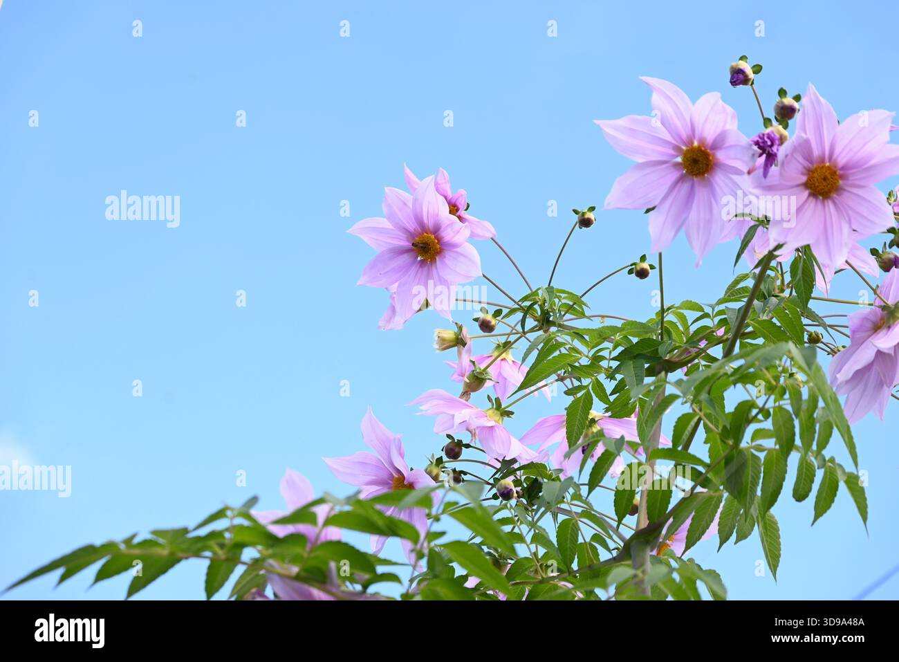 Dahlia imperialis (Baum Dahlia) Blüten. Asteraceae mehrjährige Knollenpflanzen aus Mexiko und Mittelamerika. Blüht von November bis Dezember. Stockfoto