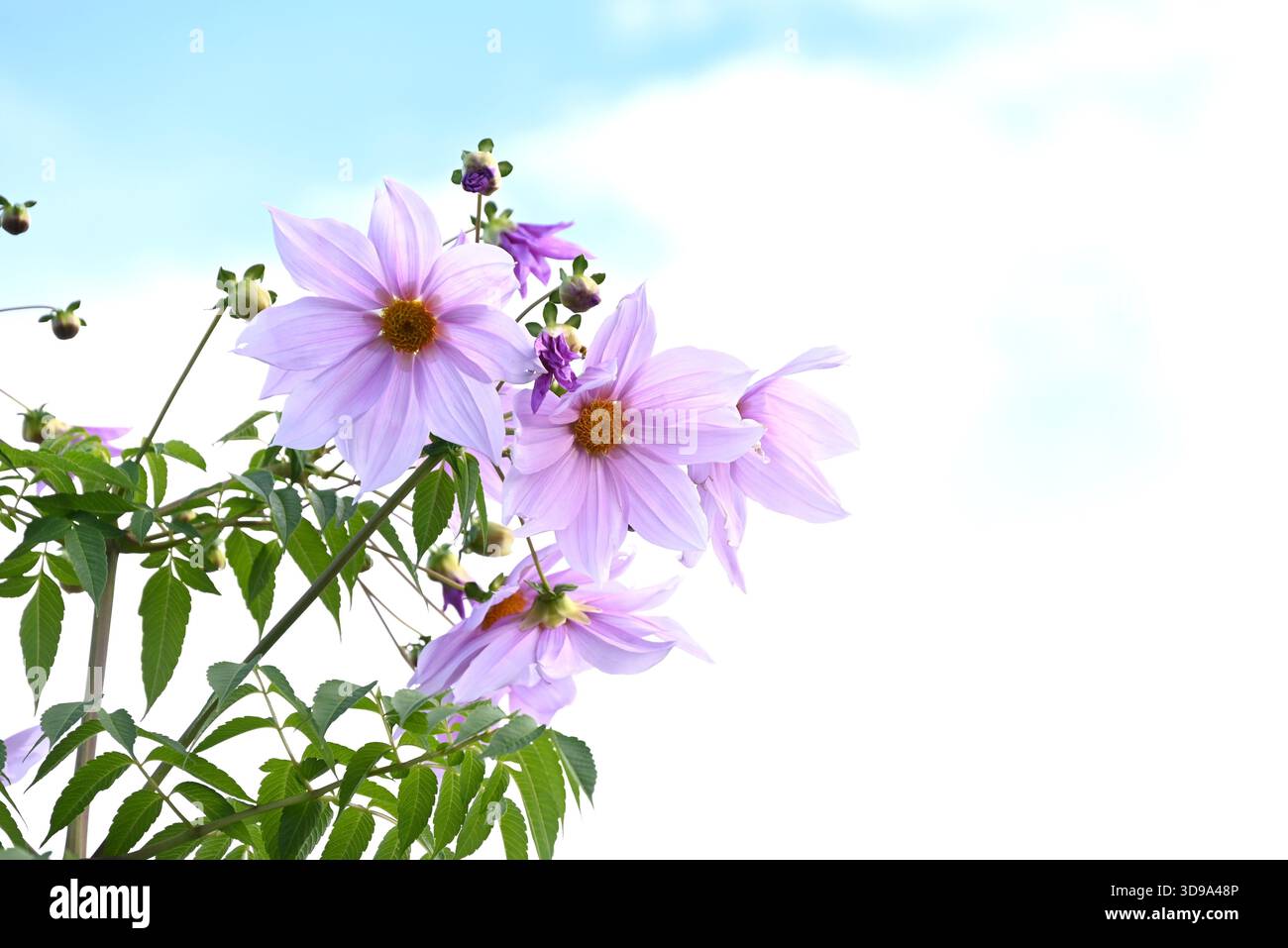 Dahlia imperialis (Baum Dahlia) Blüten. Asteraceae mehrjährige Knollenpflanzen aus Mexiko und Mittelamerika. Blüht von November bis Dezember. Stockfoto