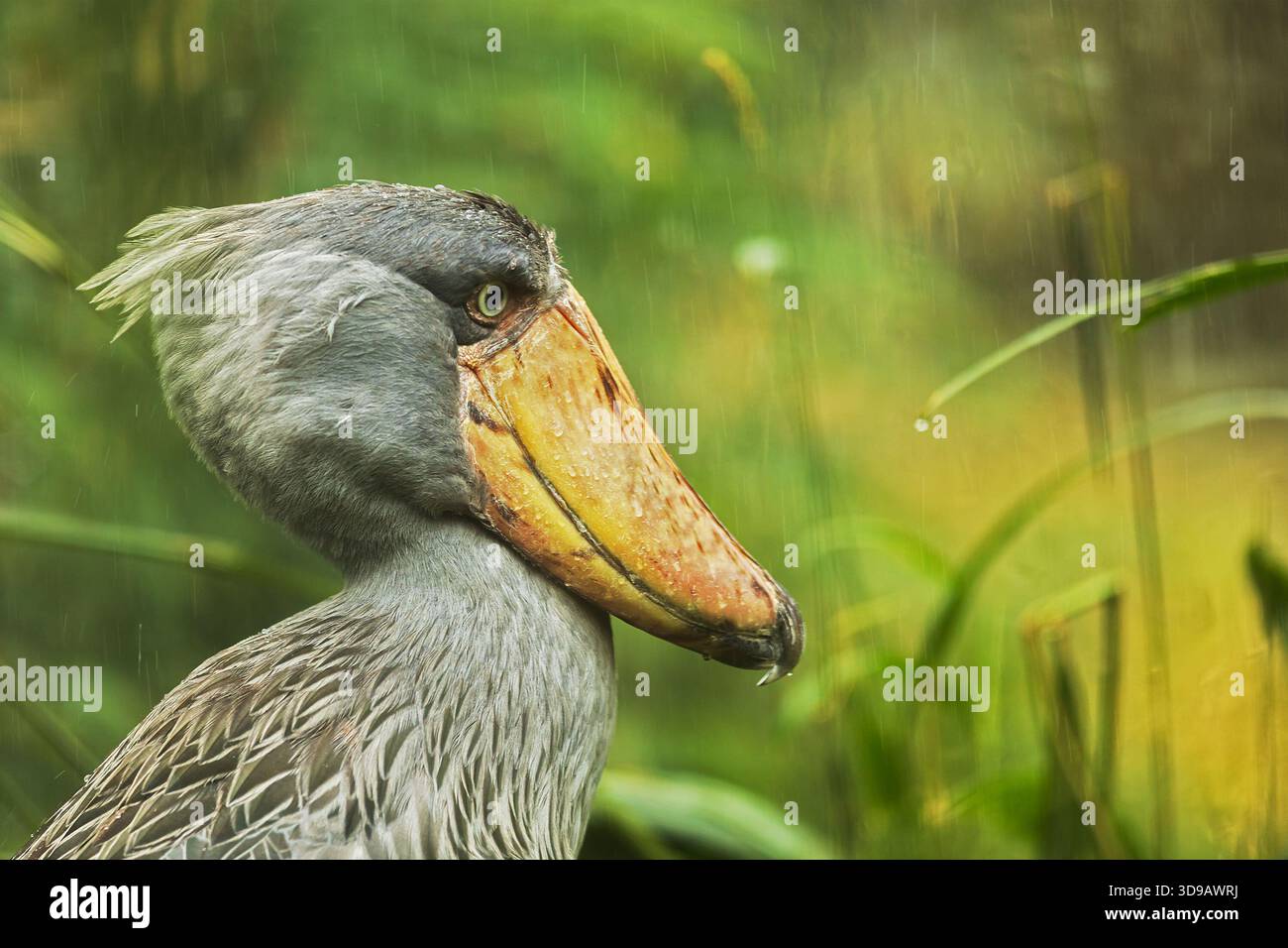 Schuhpanzer (Balaeniceps rex) Nahaufnahme Porträt im Dschungel im Regen Stockfoto
