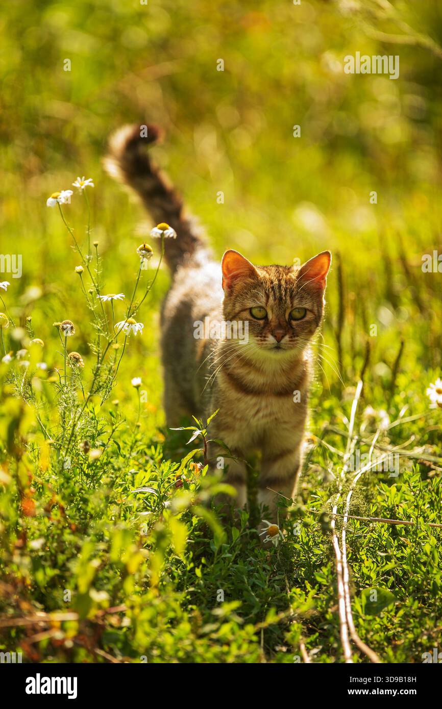 Kleiner Pate im Gras, fotografiert gegen die Sonne Stockfoto