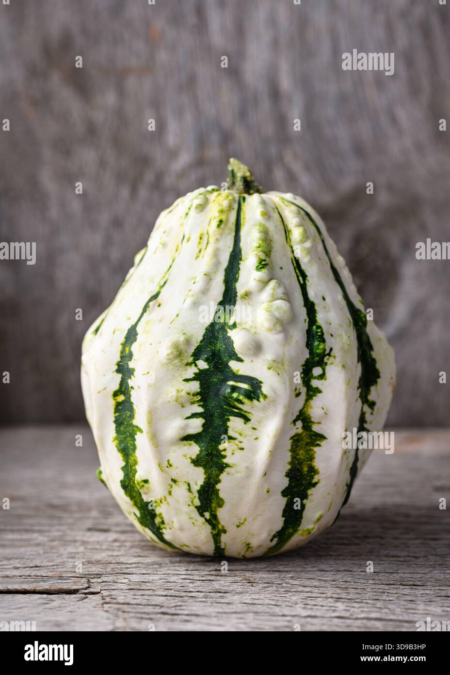 Bio-markanter Zierkürbis (Cucurbita pepo) mit geriffelter weißer Haut und lebhafter grüner Vielfalt. Stockfoto