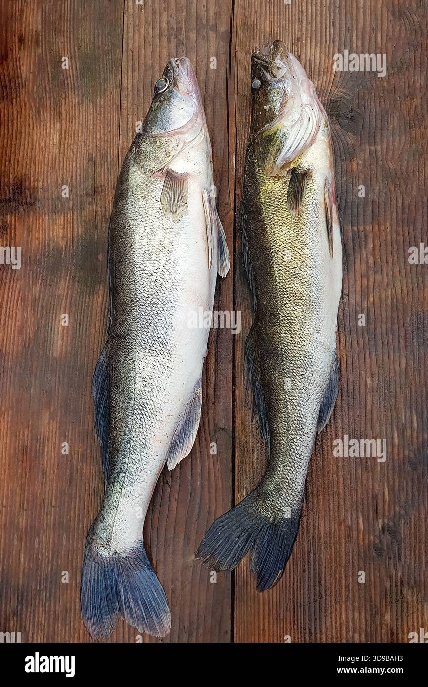 Roher Zanderfisch auf hölzernem Hintergrund, Süßwasserfisch Stockfoto