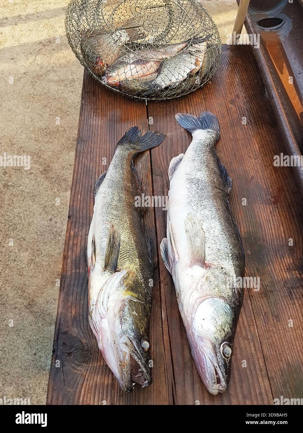 Roher Zanderfisch auf hölzernem Hintergrund, Süßwasserfisch Stockfoto