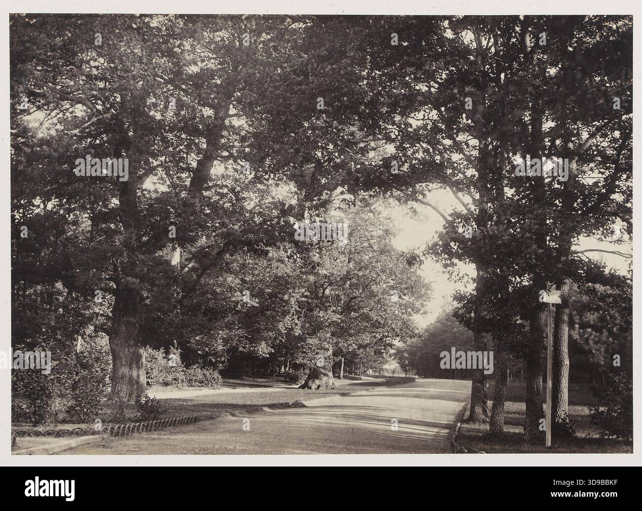 Old Oaks of Auteuil, Bois de Boulogne, 16. Arrondissement, Marville, Charles, Fotograf, Marville, Charles, Fotodrucker, zwischen 1858 und 1862, zweite Hälfte des 19. Jahrhunderts, Fotografie, Fotografie, Albumendruck, Paris, Abmessungen - Bildmaterial: Höhe: 25,6 cm, Breite: 36,2 cm, Abmessungen - Originalhalterung: Höhe: 43,5 cm, Breite: 62 cm, Abmessungen - Museummatte: Höhe: 50 cm, Breite: 65 Stockfoto