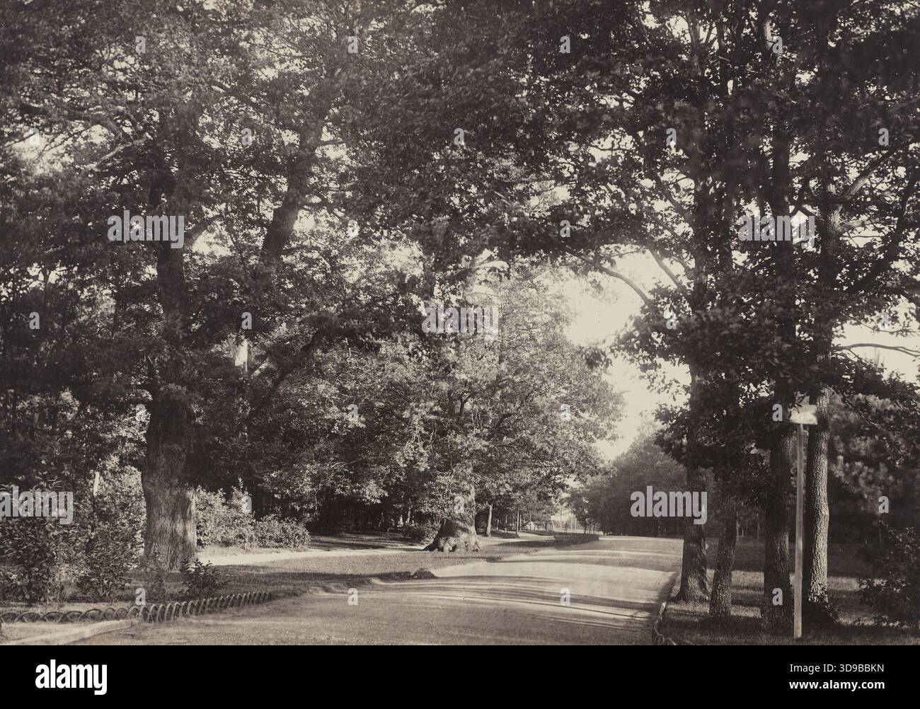 Old Oaks of Auteuil, Bois de Boulogne, 16. Arrondissement, Marville, Charles, Fotograf, Marville, Charles, Fotodrucker, zwischen 1858 und 1862, zweite Hälfte des 19. Jahrhunderts, Fotografie, Fotografie, Albumendruck, Paris, Abmessungen - Bildmaterial: Höhe: 25,6 cm, Breite: 36,2 cm, Abmessungen - Originalhalterung: Höhe: 43,5 cm, Breite: 62 cm, Abmessungen - Museummatte: Höhe: 50 cm, Breite: 65 Stockfoto