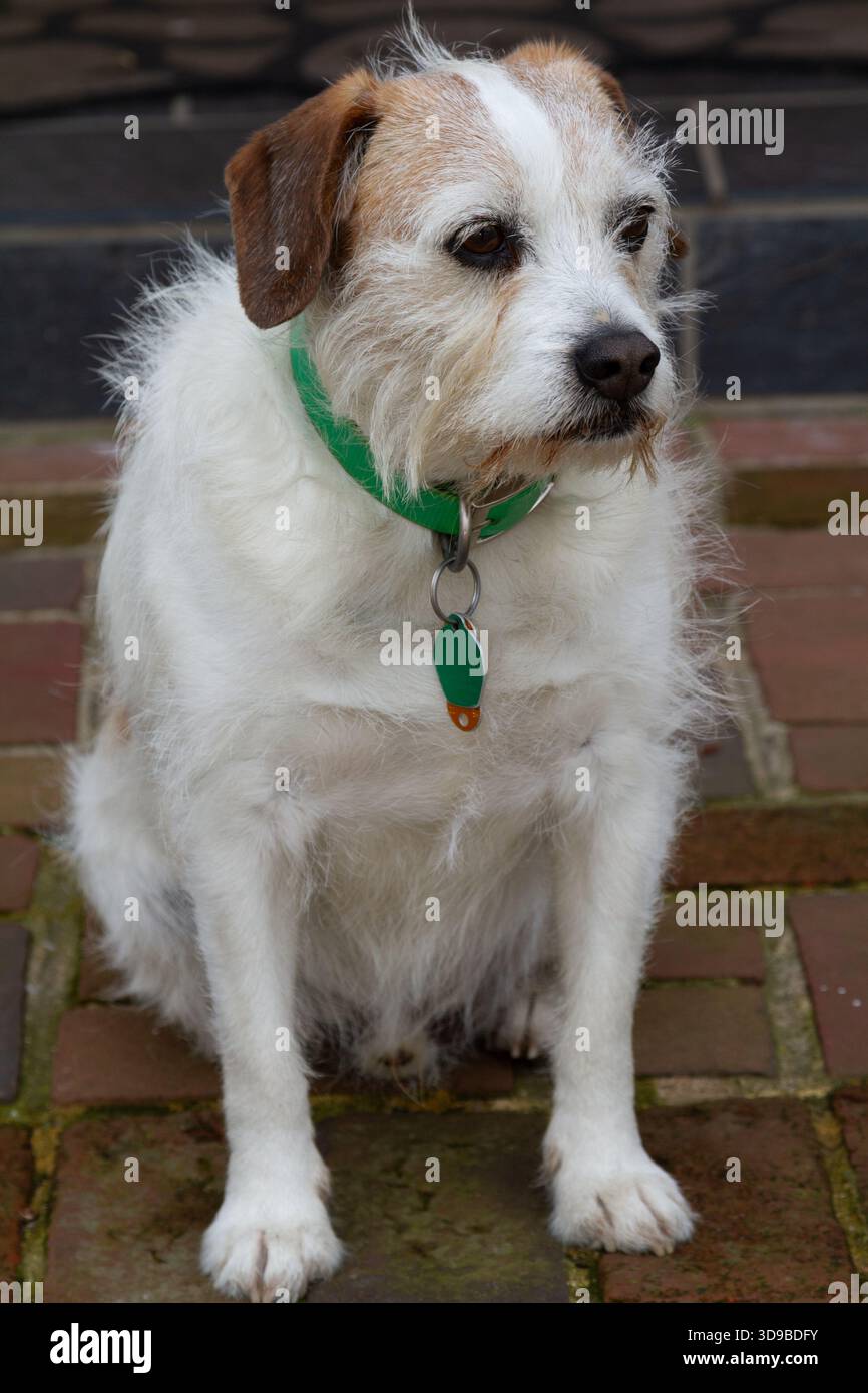 Niedlicher brauner und weißer Hund Stockfoto