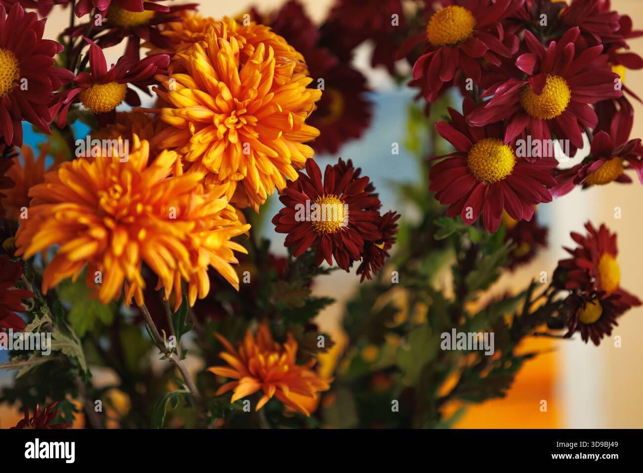 Lebhafte Chrysanthemen im Herbst bei warmem Sonnenlicht, geringe Schärfentiefe. Eine reichhaltige Nahaufnahme von orange und roten Chrysanthemen, die in goldenem Licht leuchten; Meere Stockfoto