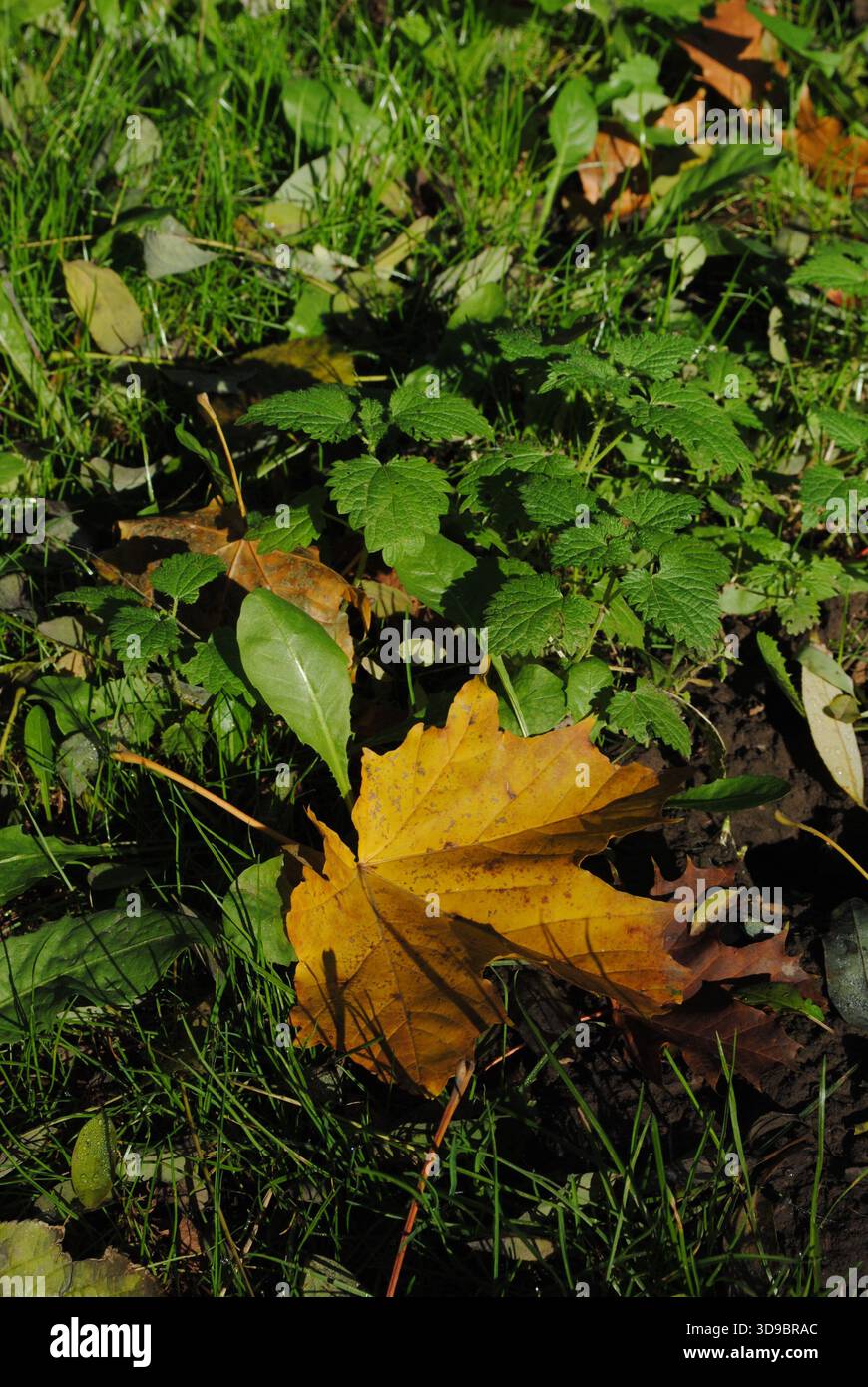 Ein gelbes Blatt auf dem Gras unter den grünen Stockfoto