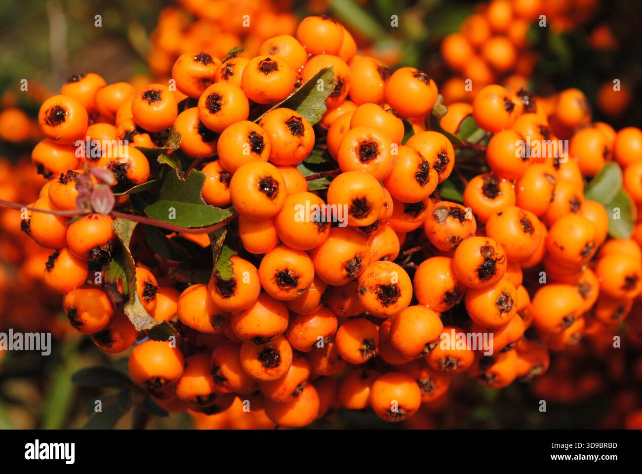 Dicke Haufen von vogelbeeren auf ihrem Dornbusch im Herbst Stockfoto