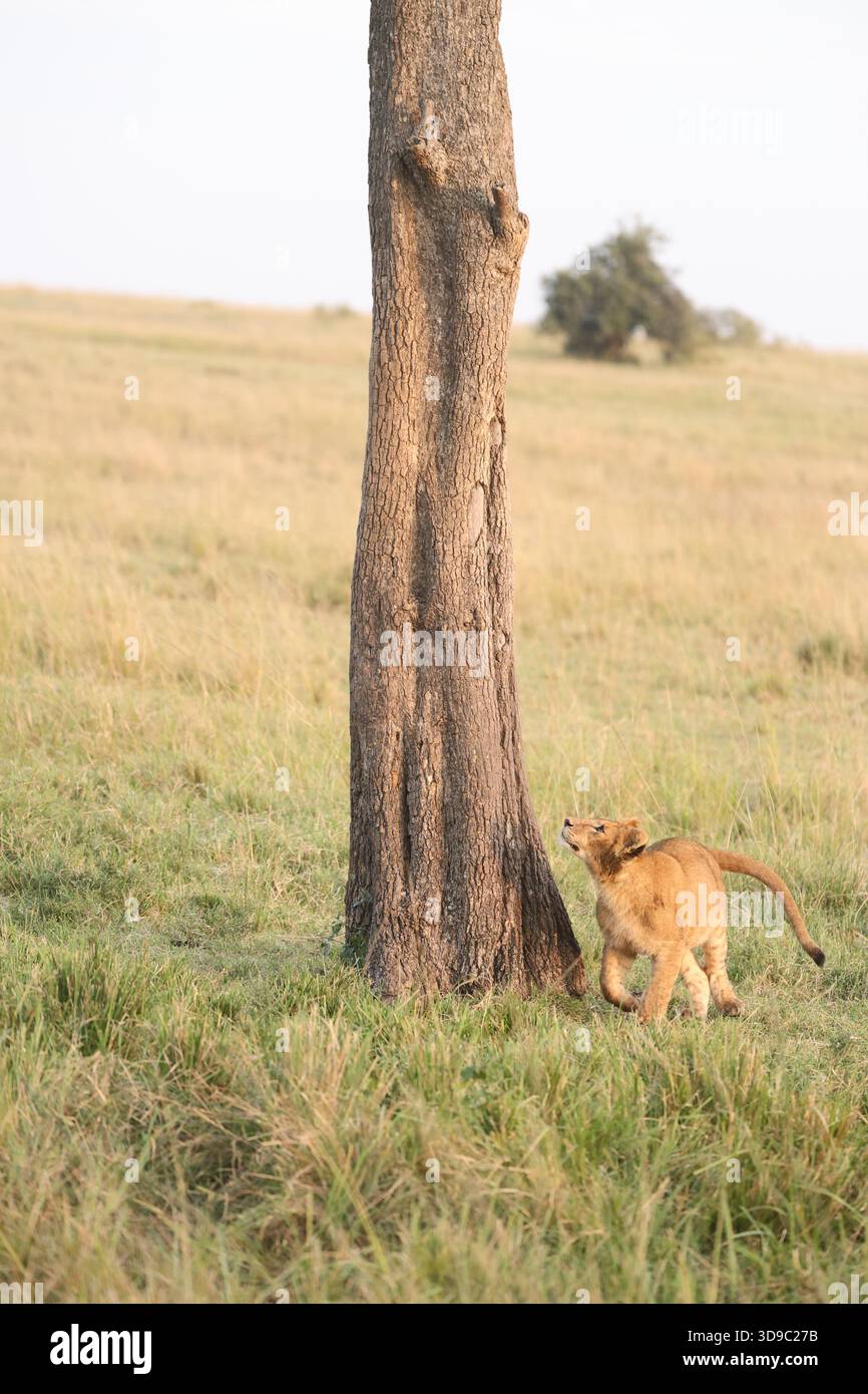 Löwenjunge, der auf einen Baum im Maasai Mara, Kenia blickt Stockfoto