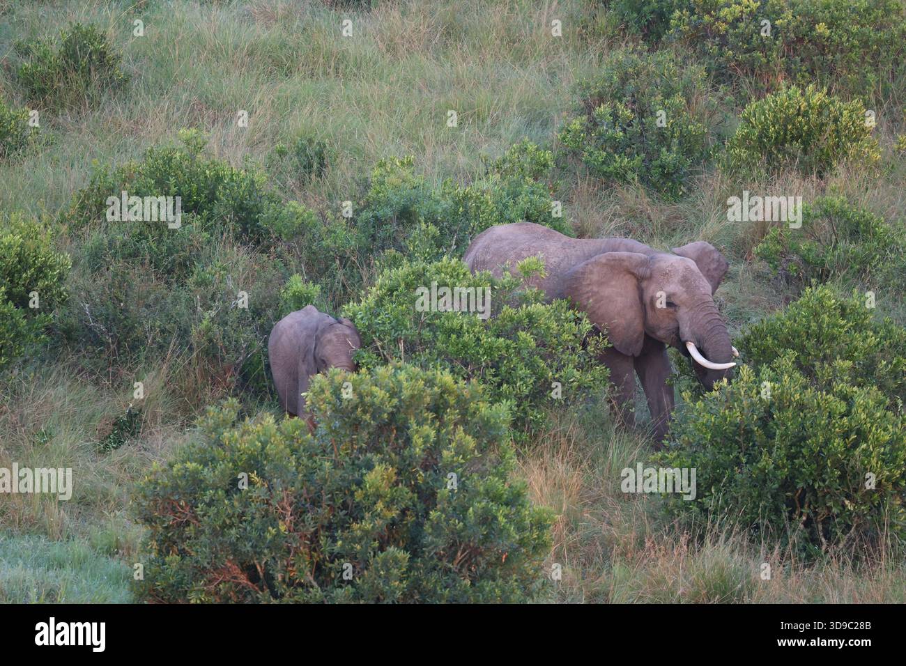 Elefantenmutter mit jungem Kalb, der durch die grüne Bürste geht, Maasai Mara Stockfoto
