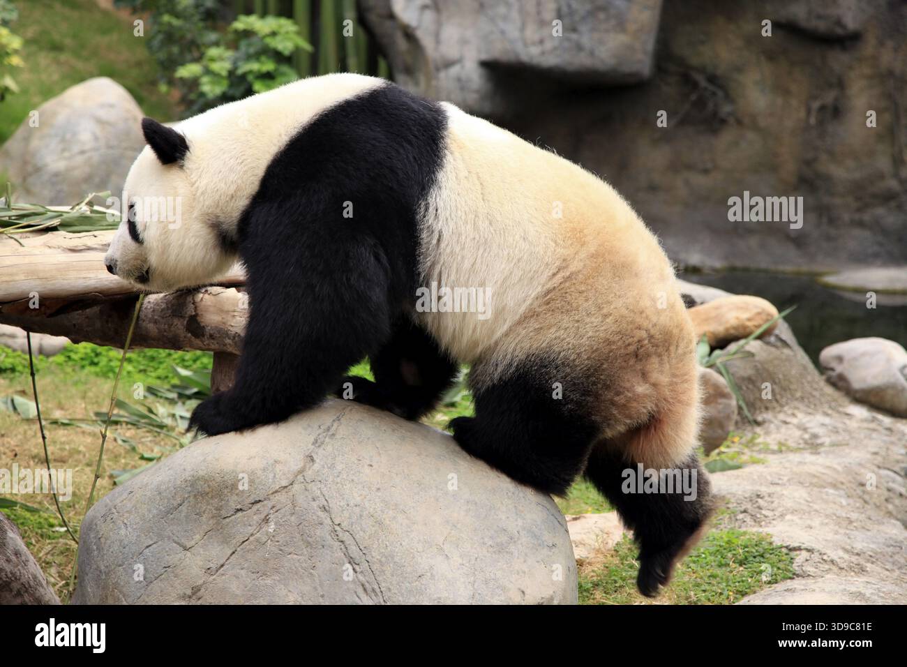 Großer Panda im Zoo von Hong Kong Stockfoto