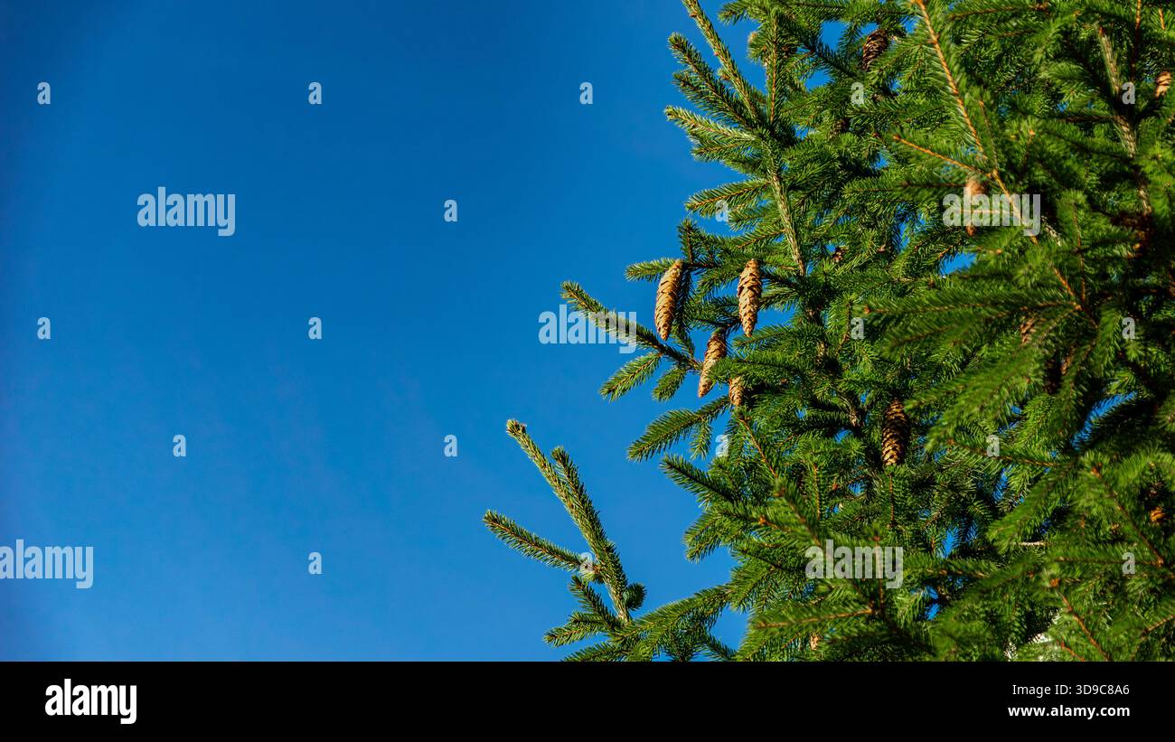 Strategischer Rahmen und klarer blauer Himmel ergeben einen funktionellen Negativraum, ideal für Textüberlagerung und selektiven Fokus Stockfoto