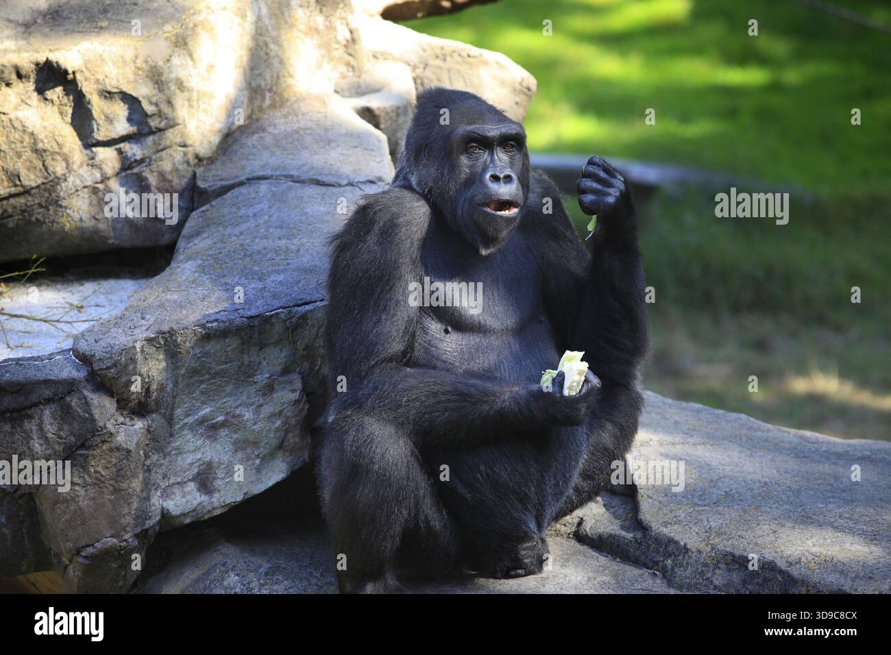 Gorilla essen Kohl im Zoo von San Francisco Stockfoto