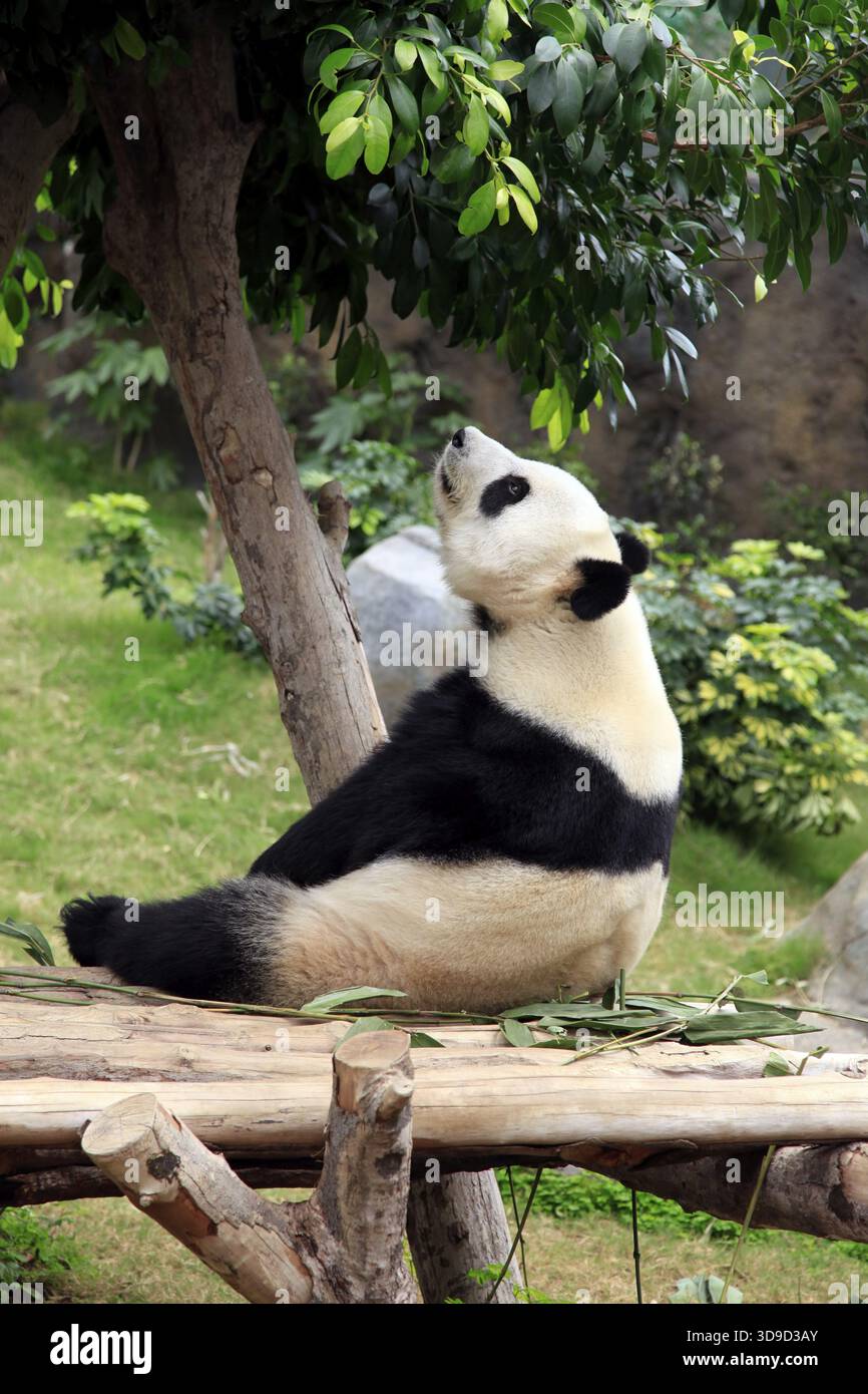 Großer Panda im Zoo von Hong Kong Stockfoto