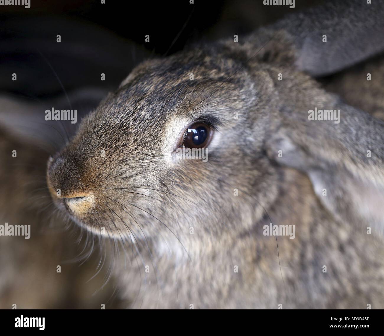 Kopf des braunen Kaninchens. Nahaufnahme. Ganzer Hintergrund Stockfoto
