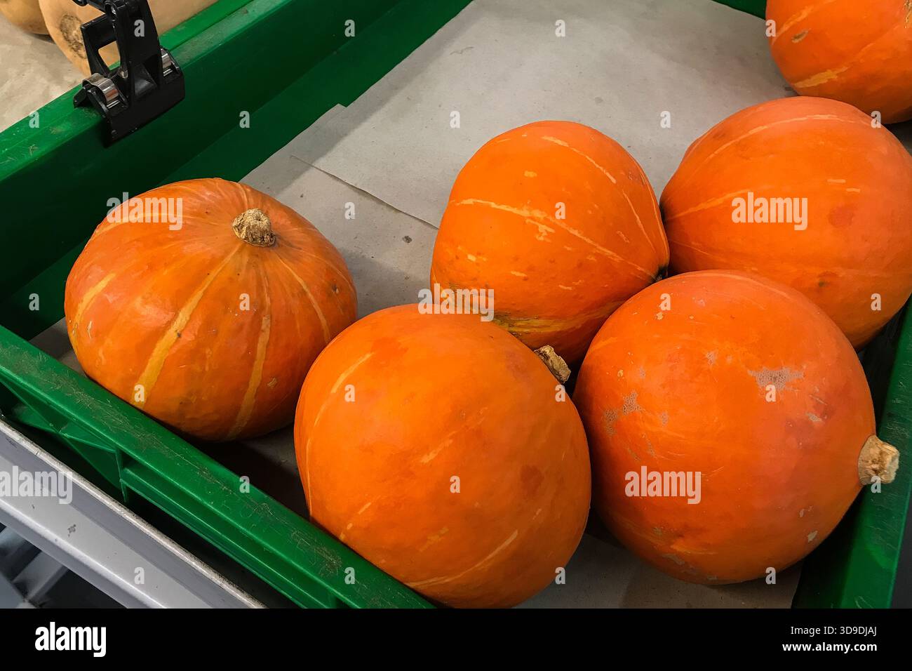 Nahaufnahme von mehreren orangefarbenen Kürbissen, die in einem grünen Ausstellungsbehälter angeordnet sind Stockfoto