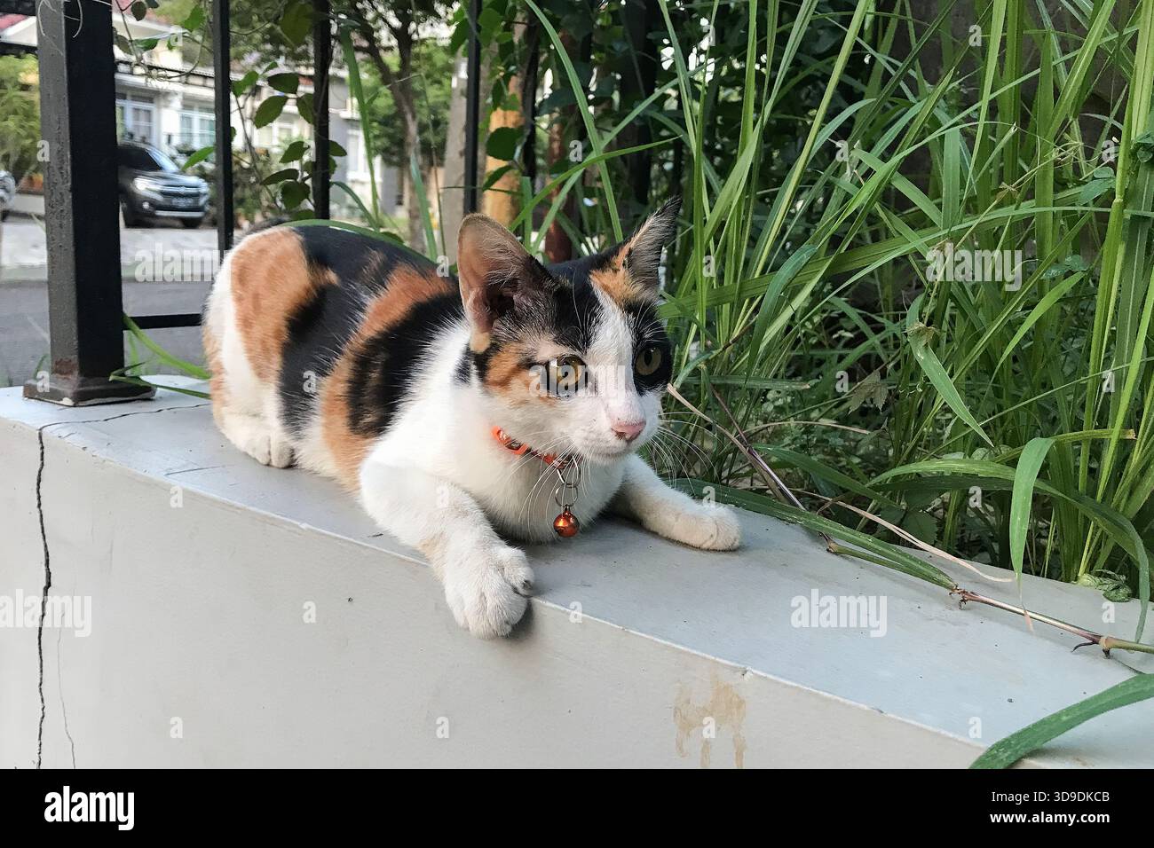Die dreifarbige Katze liegt ruhig auf einem Betonvorsprung Stockfoto
