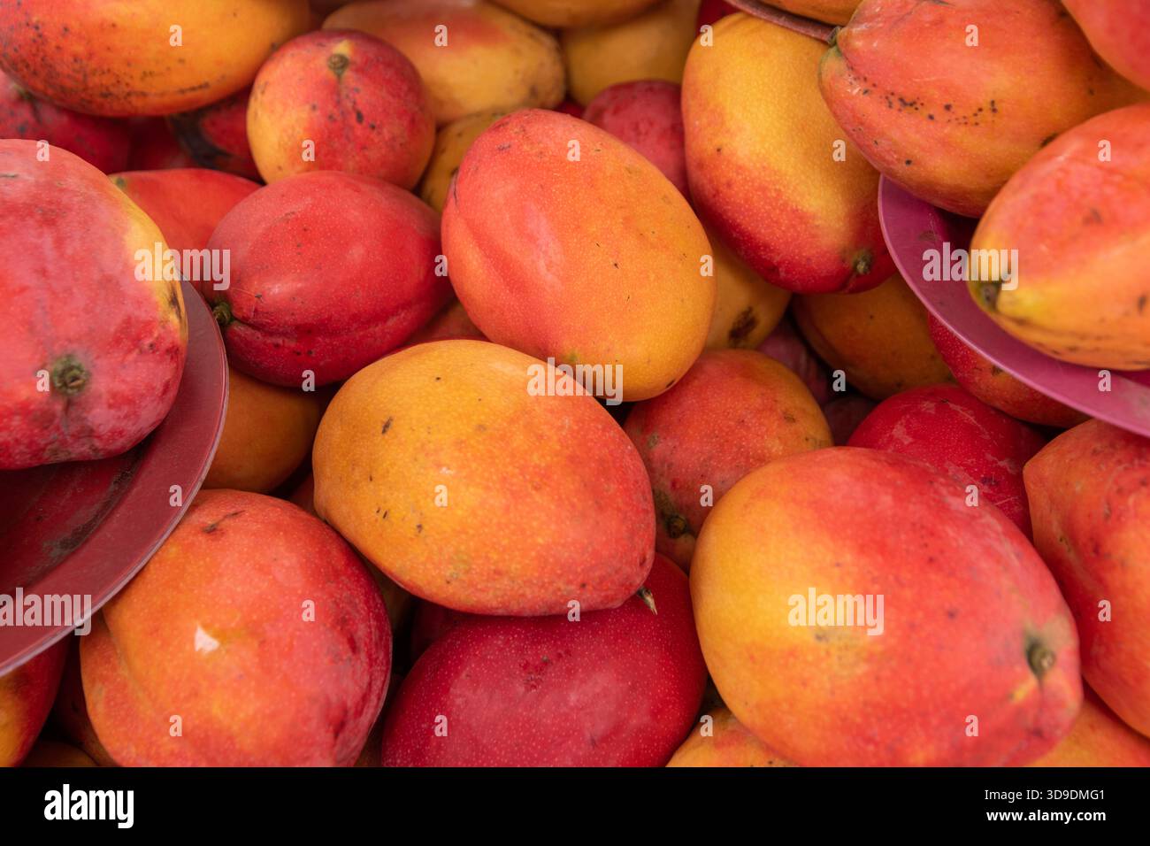 Rote und gelbe Mangos (Stapel) Stockfoto