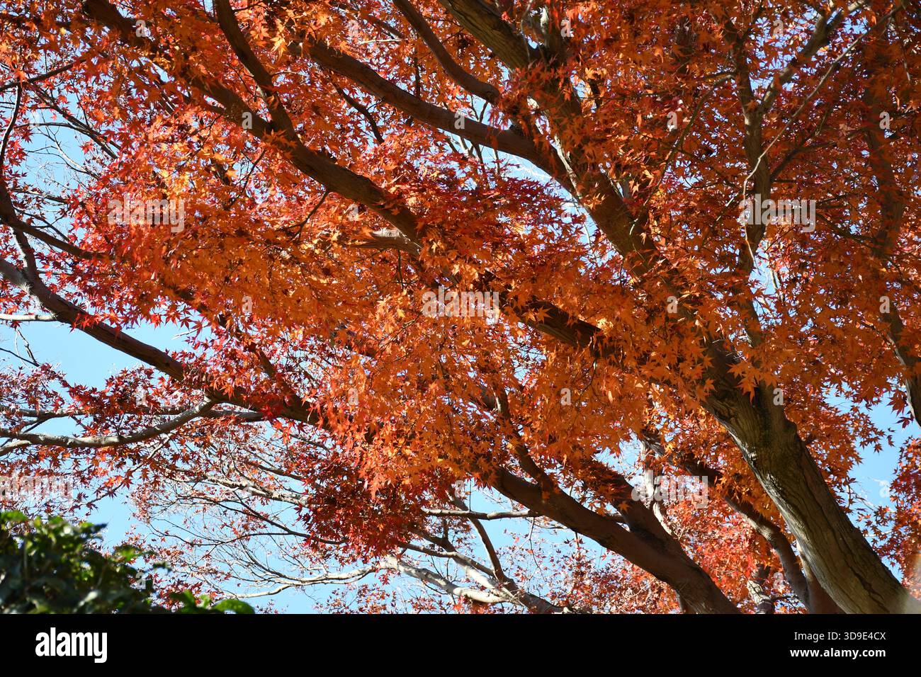 Japan. Ahornbaum Anfang Dezember. Stockfoto