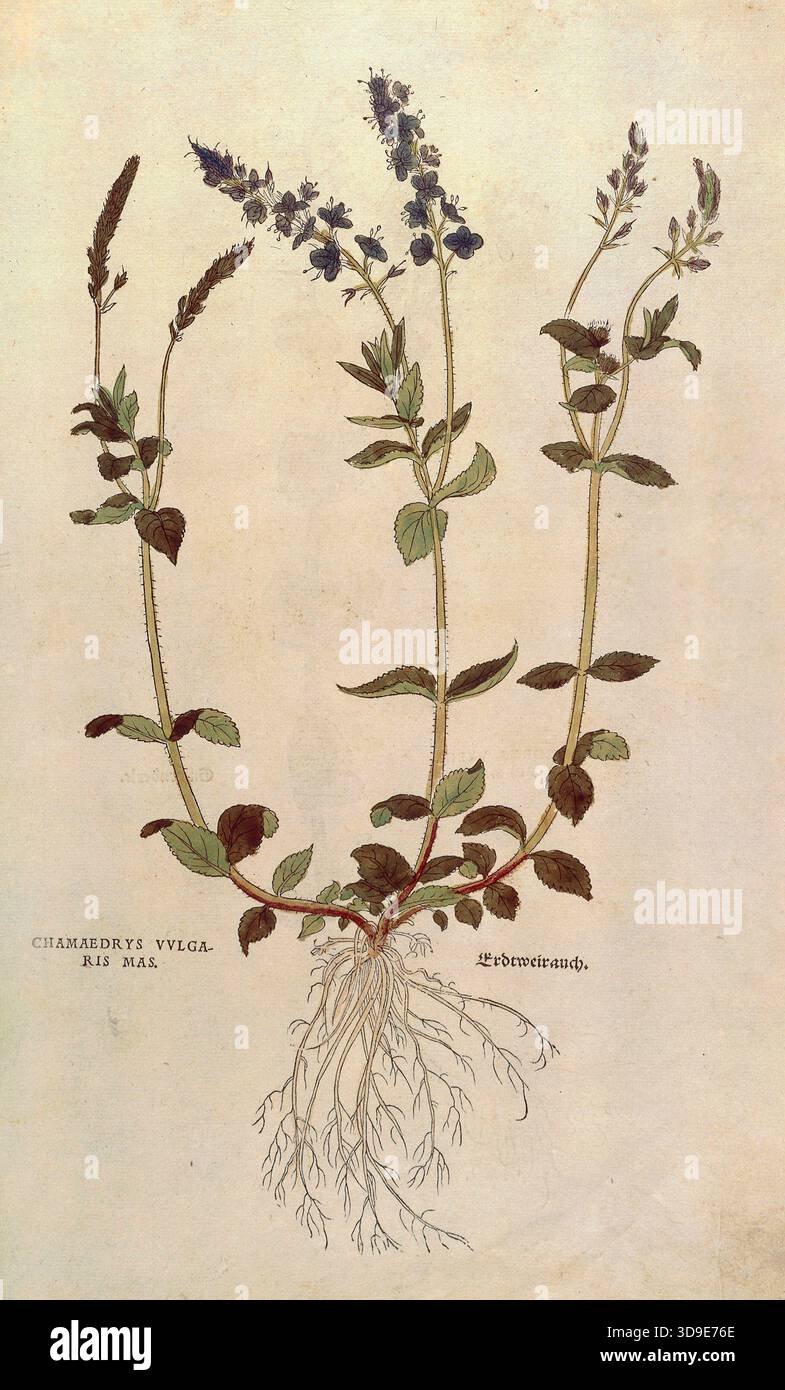 Ehrenpreis, Veronica officinalis oder Compact Blue speedwell - Veronica allionii, Chamaedrys vulgaris MAS, colorierte Illustration von Leonhart Fuchs, 1 Stockfoto