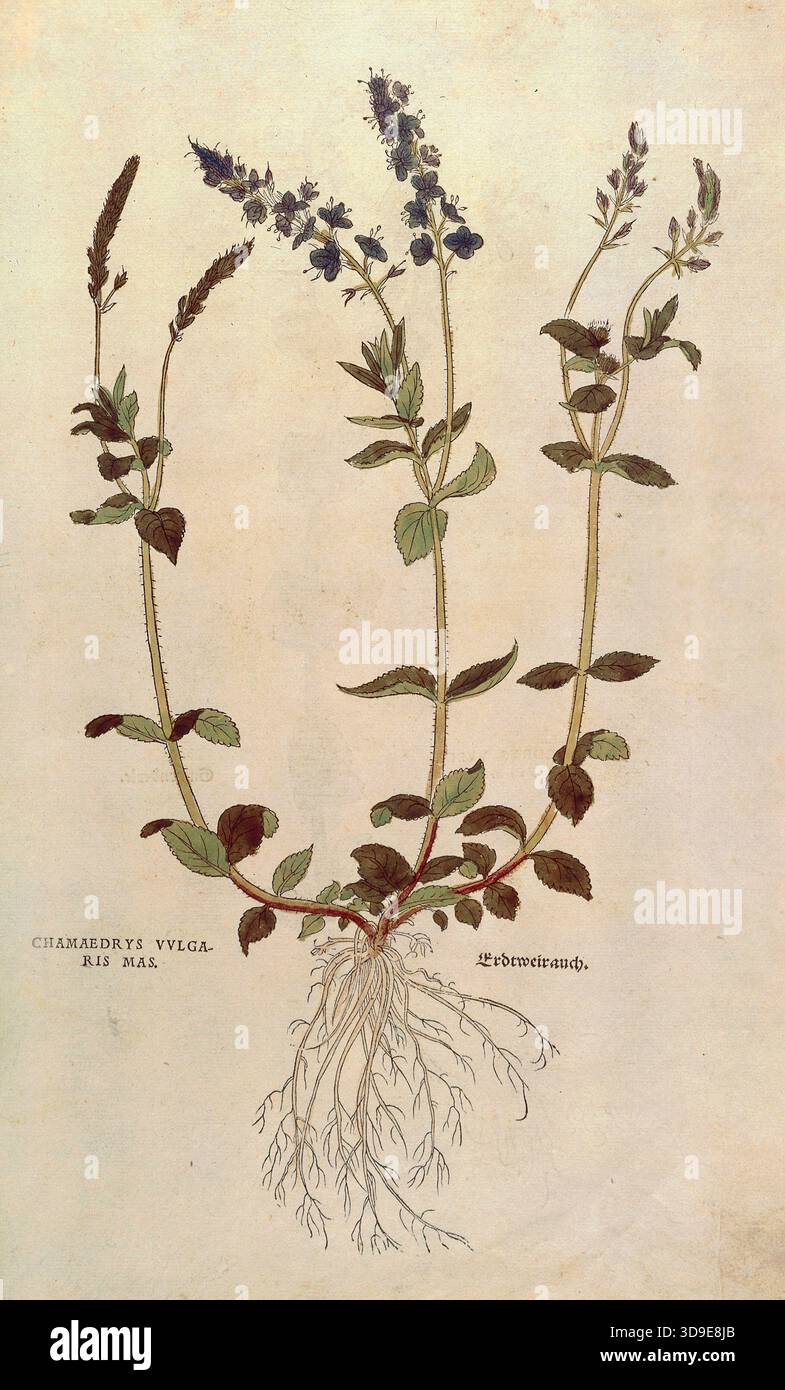 Speedwell, Veronica officinalis oder Compact Blue speedwell - Veronica allionii, Chamaedrys vulgaris MAS, farbige Illustration von Leonhart Fuchs, (1542), aus de historia stirpium commentarii insignes, digitale Wiedergabe in authentischem Zustand, historisch Stockfoto