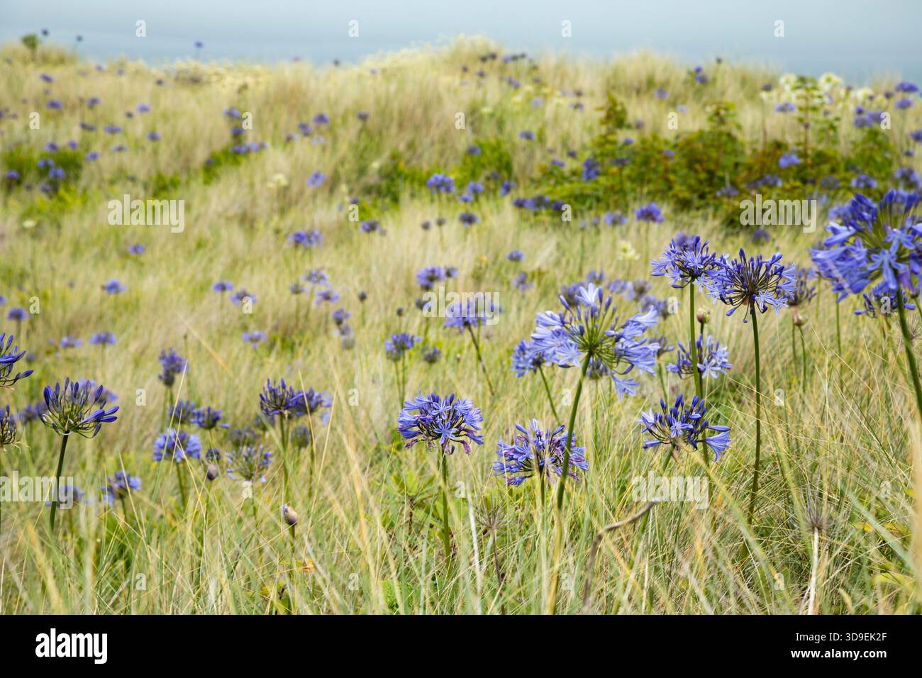 Agapanthus africanus wächst wild in den Dünen auf Tresco. Isles of Scilly, Cornwall, Großbritannien. Stockfoto