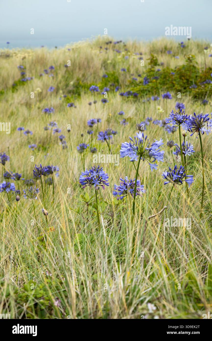 Agapanthus africanus wächst wild in den Dünen auf Tresco. Isles of Scilly, Cornwall, Großbritannien. Stockfoto