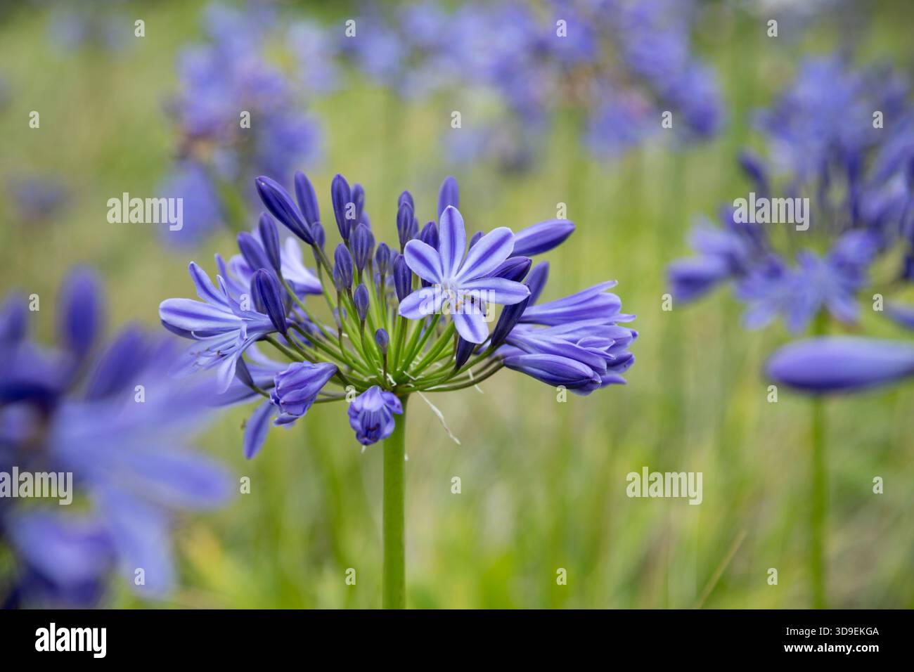 Agapanthus africanus wächst wild in den Dünen auf Tresco. Isles of Scilly, Cornwall, Großbritannien. Stockfoto