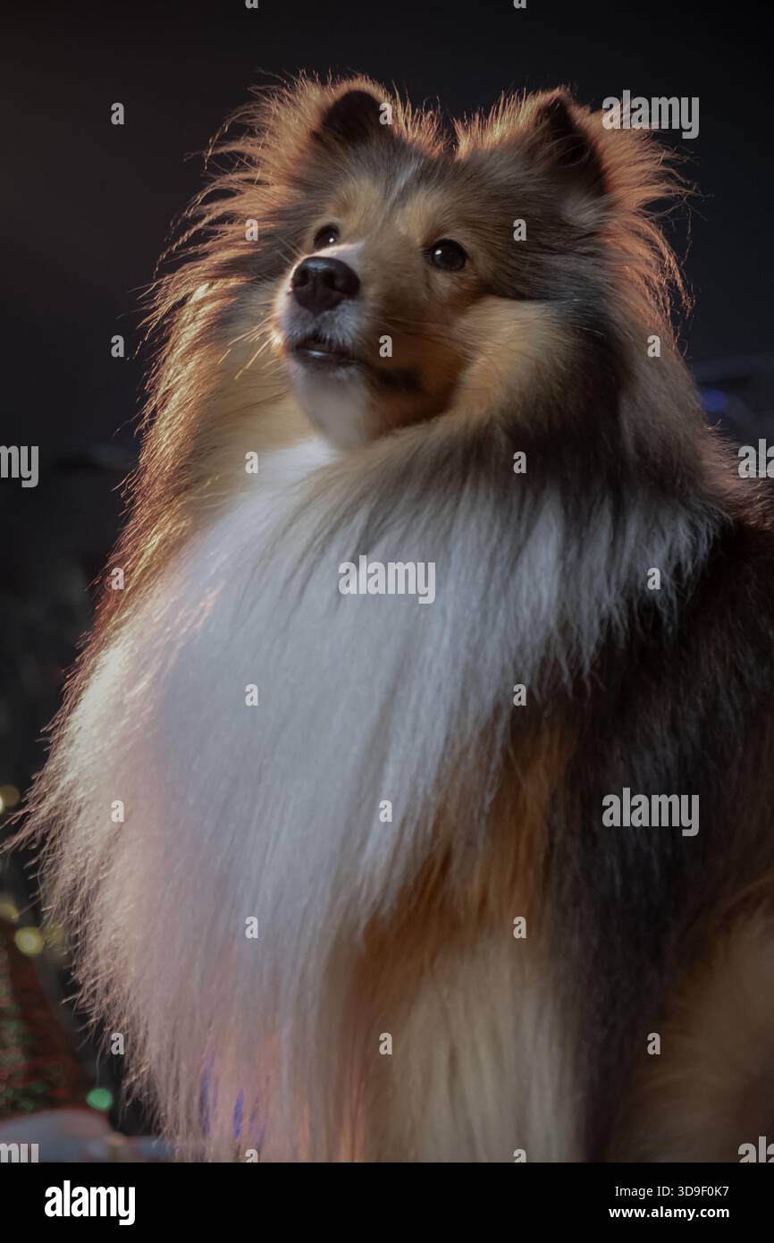 Ein markanter, weißer Shetland Sheepdog blickt nach oben vor einem tiefschwarzen Hintergrund, dessen luxuriöses Fell durch ein warmes Licht dramatisch hervorgehoben wird. Stockfoto